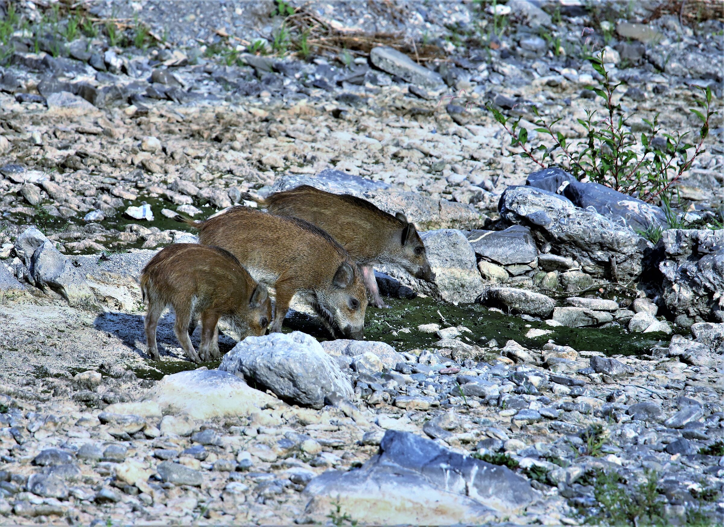 Siam tre piccoli cinghialin........