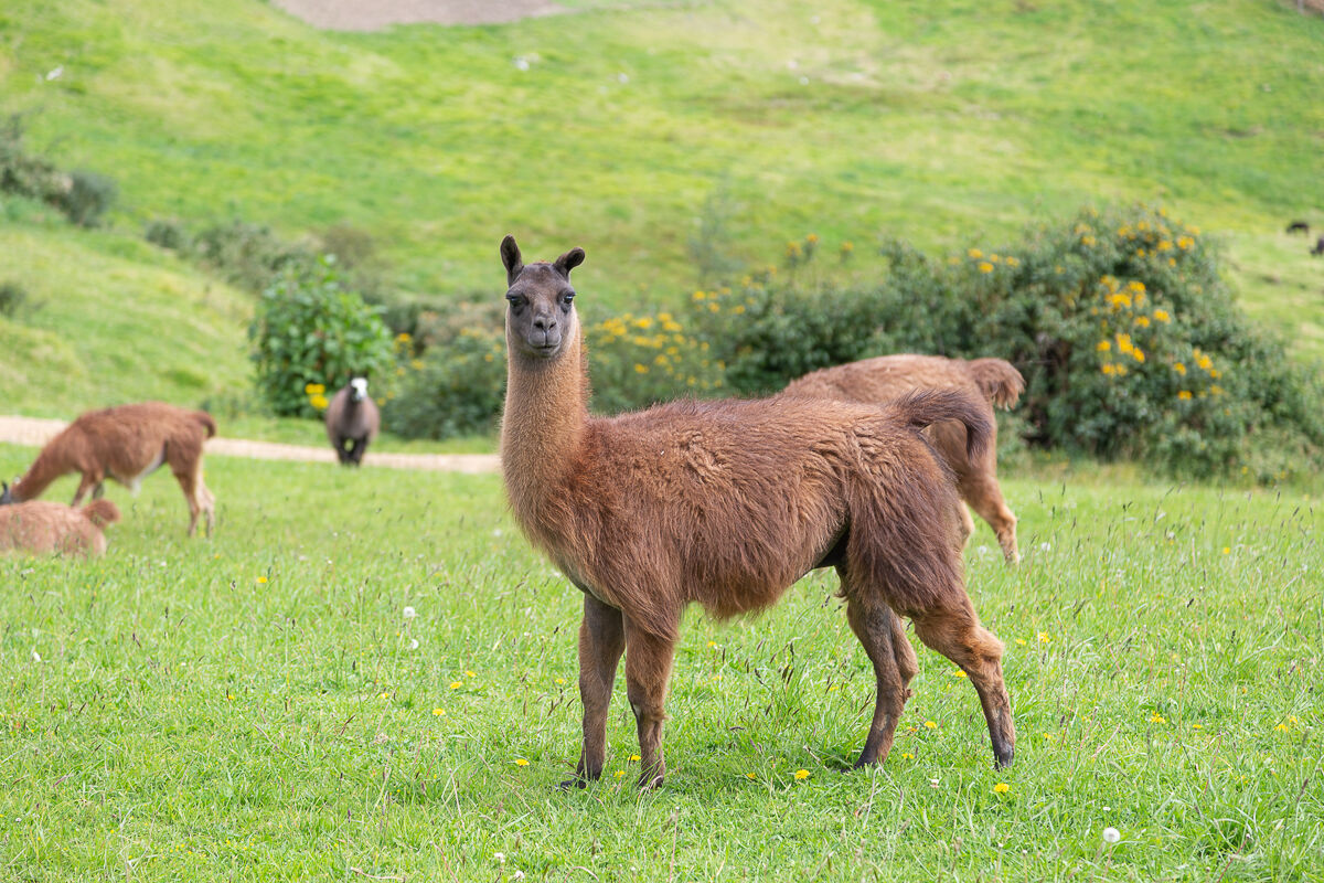 Lama - Ecuador