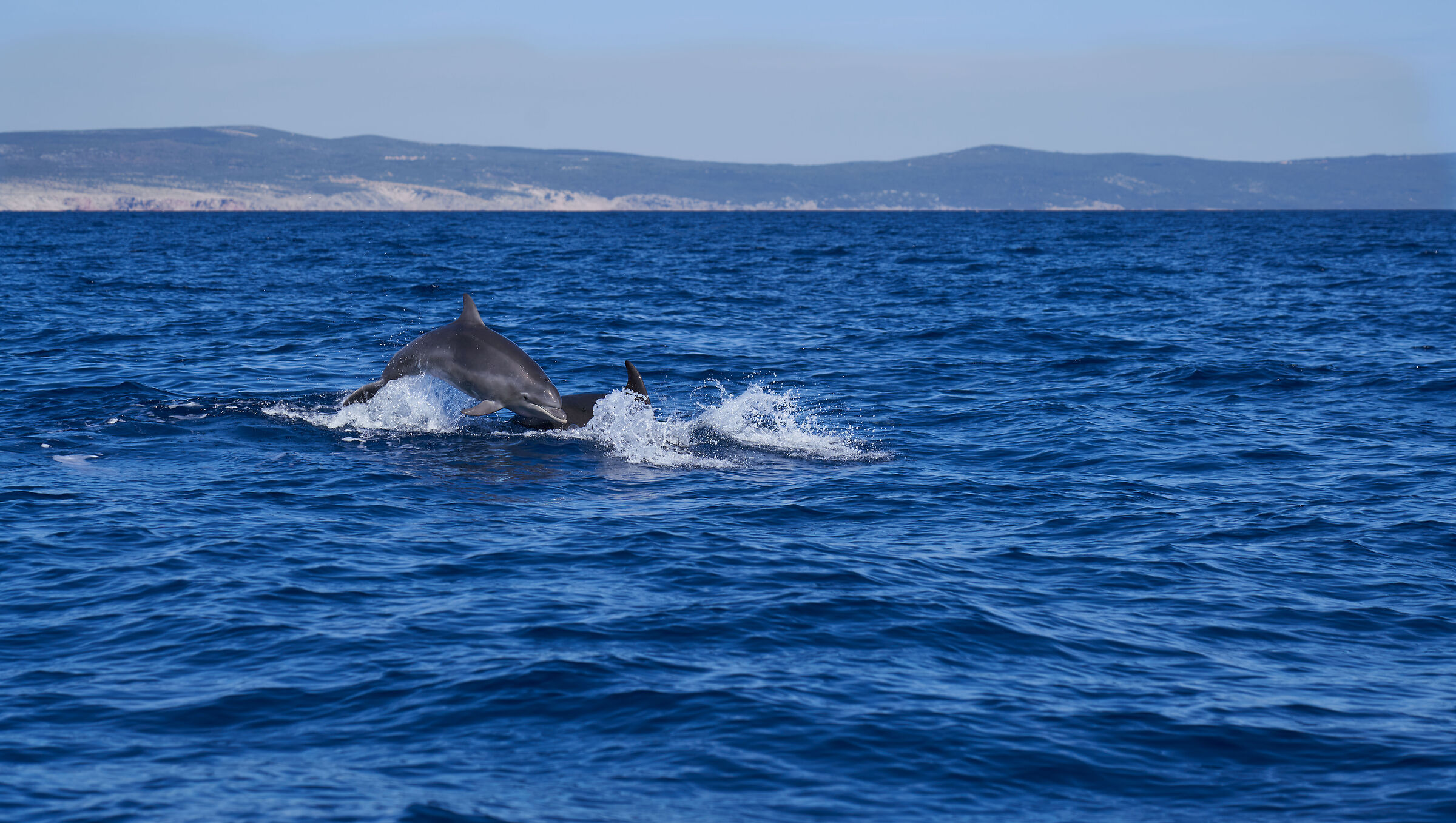 Delfini al largo di Veli Lošinj