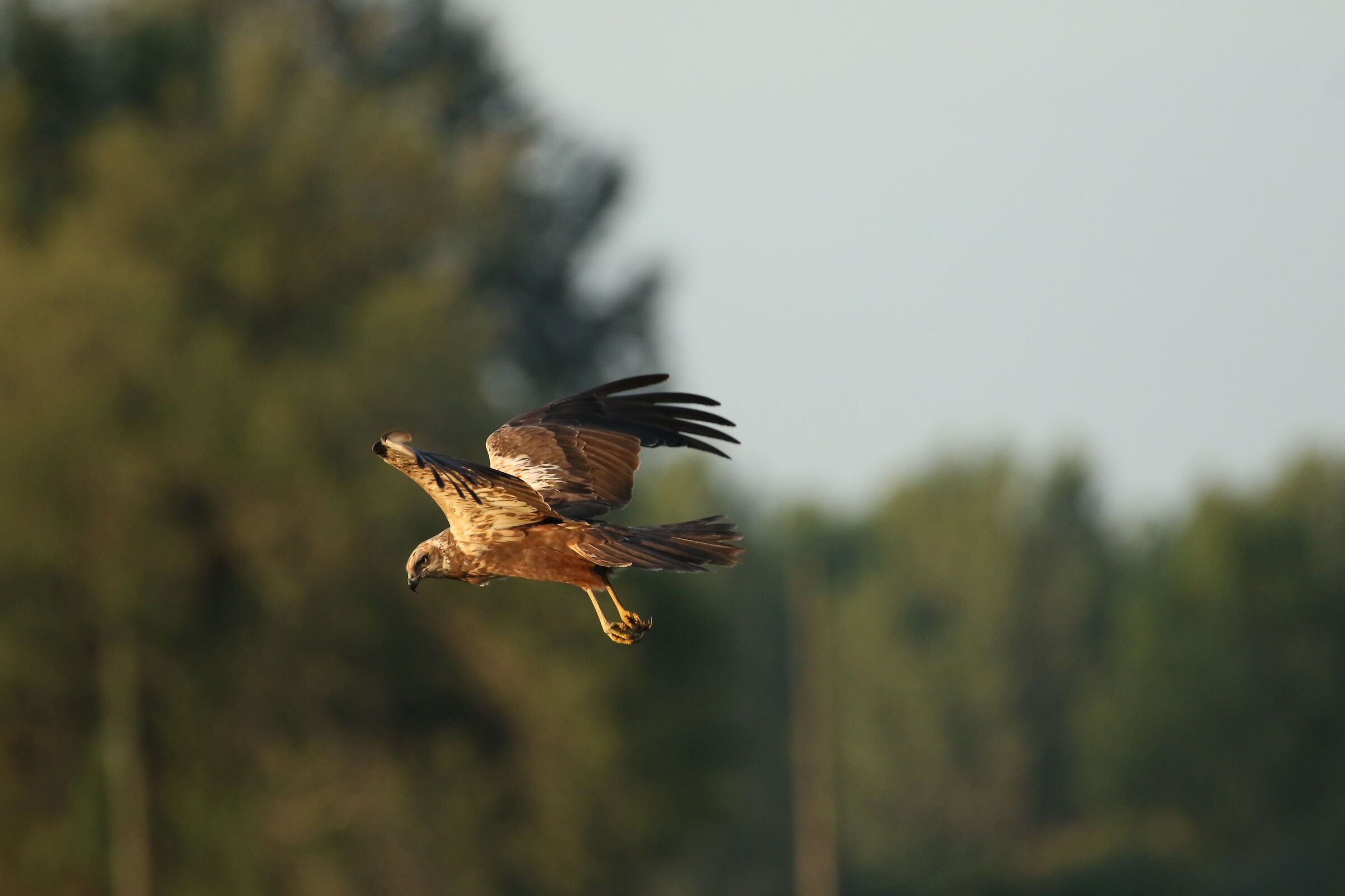 Male marsh falcon