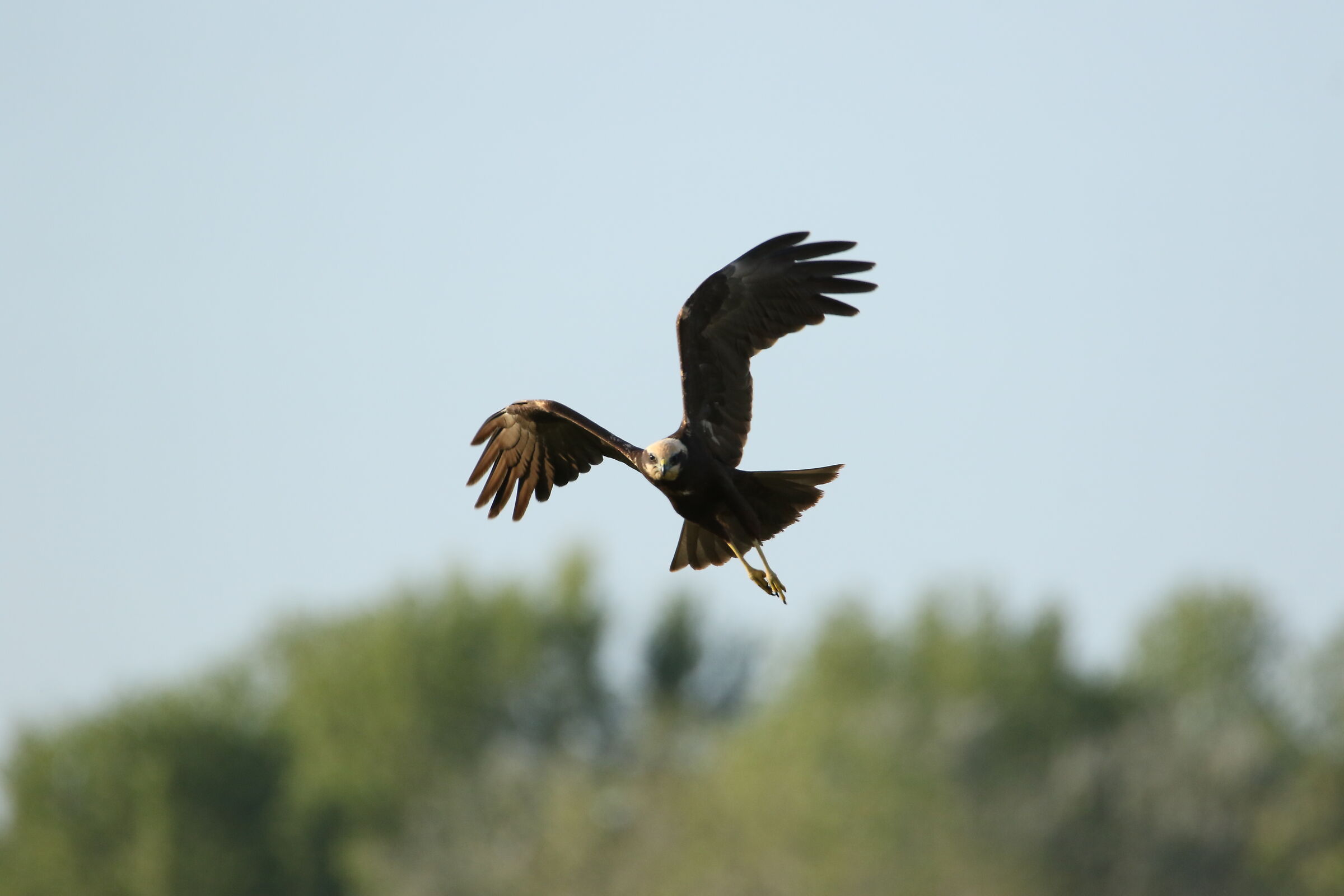 Female Marsh Falcon