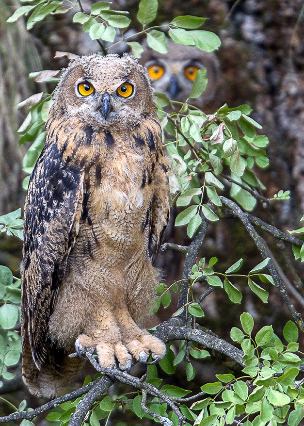 DUE + DUE fa ....due