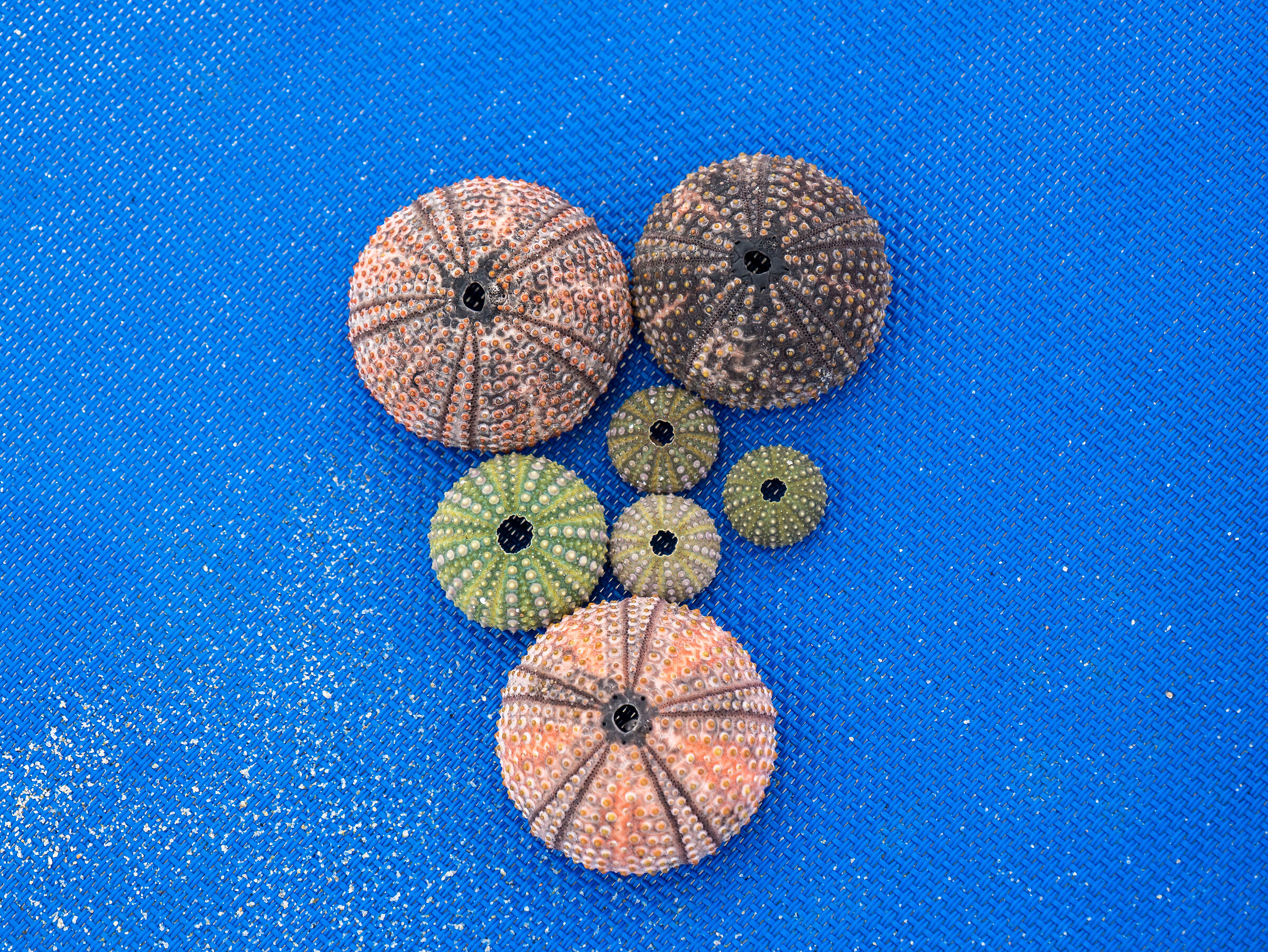 Sea Urchins