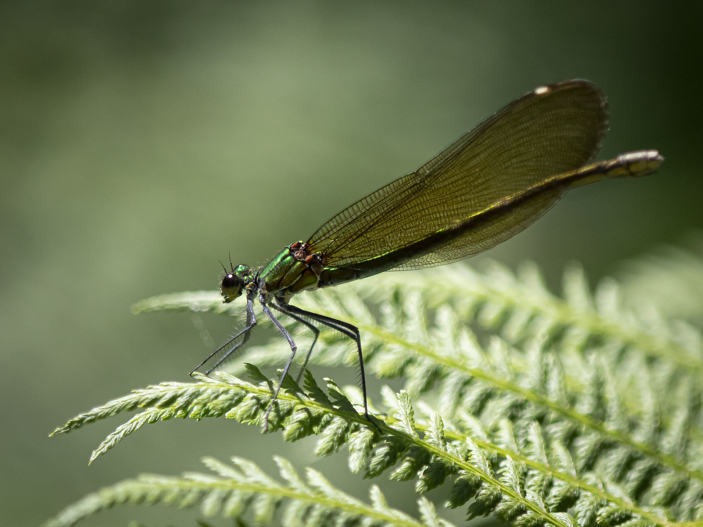 Maschio di Damigella blu