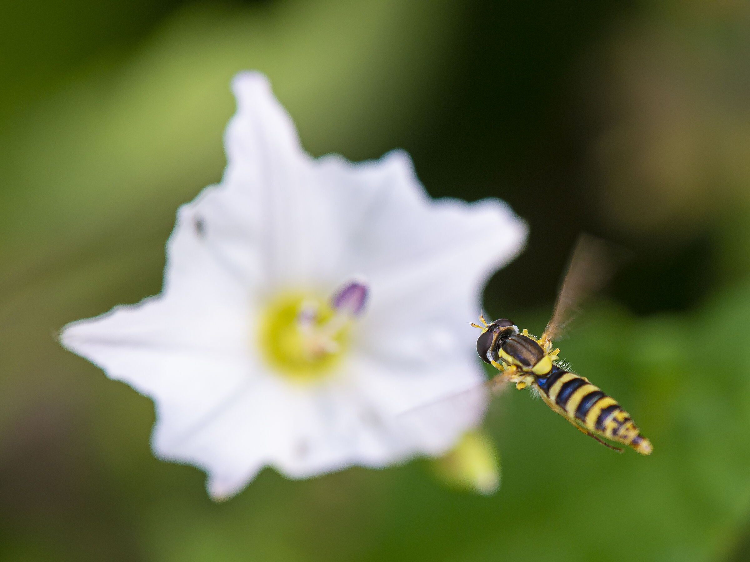 Volo stazionario....