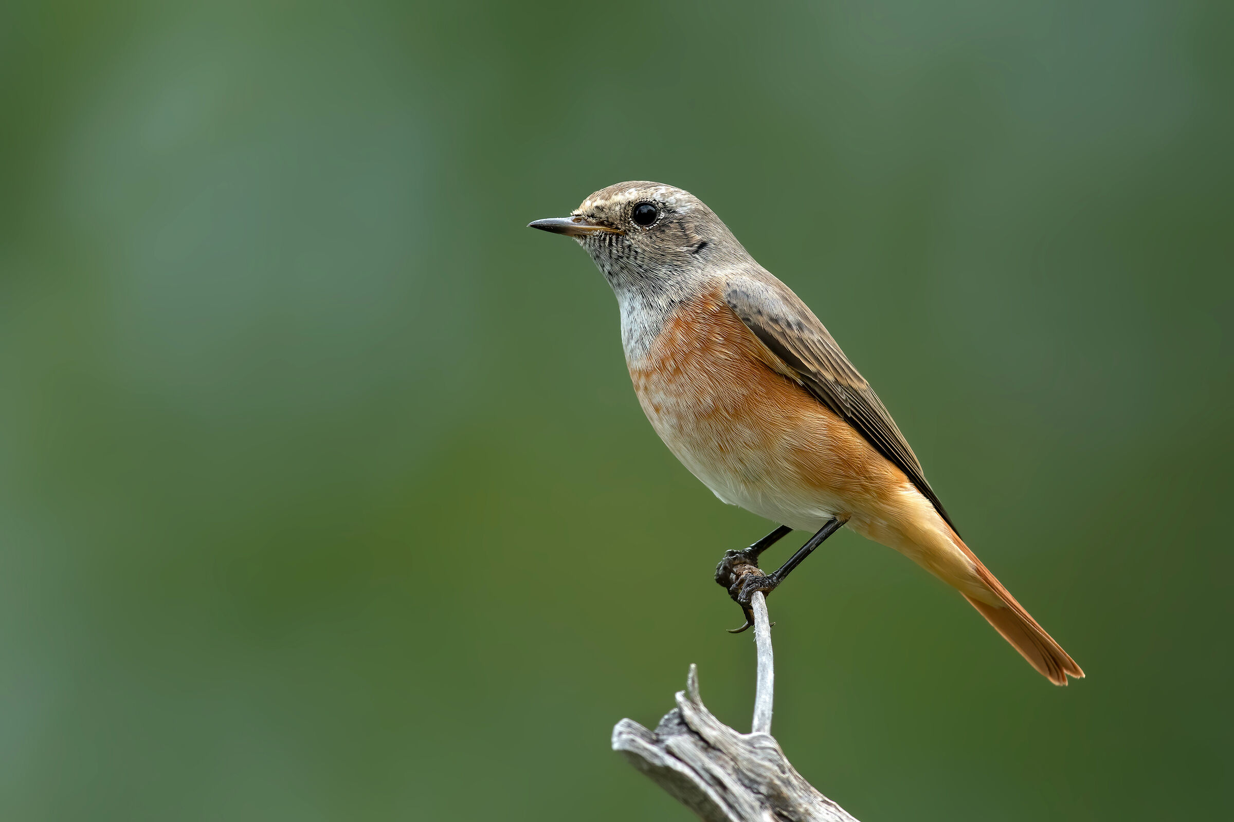 Codirosso comune (j)