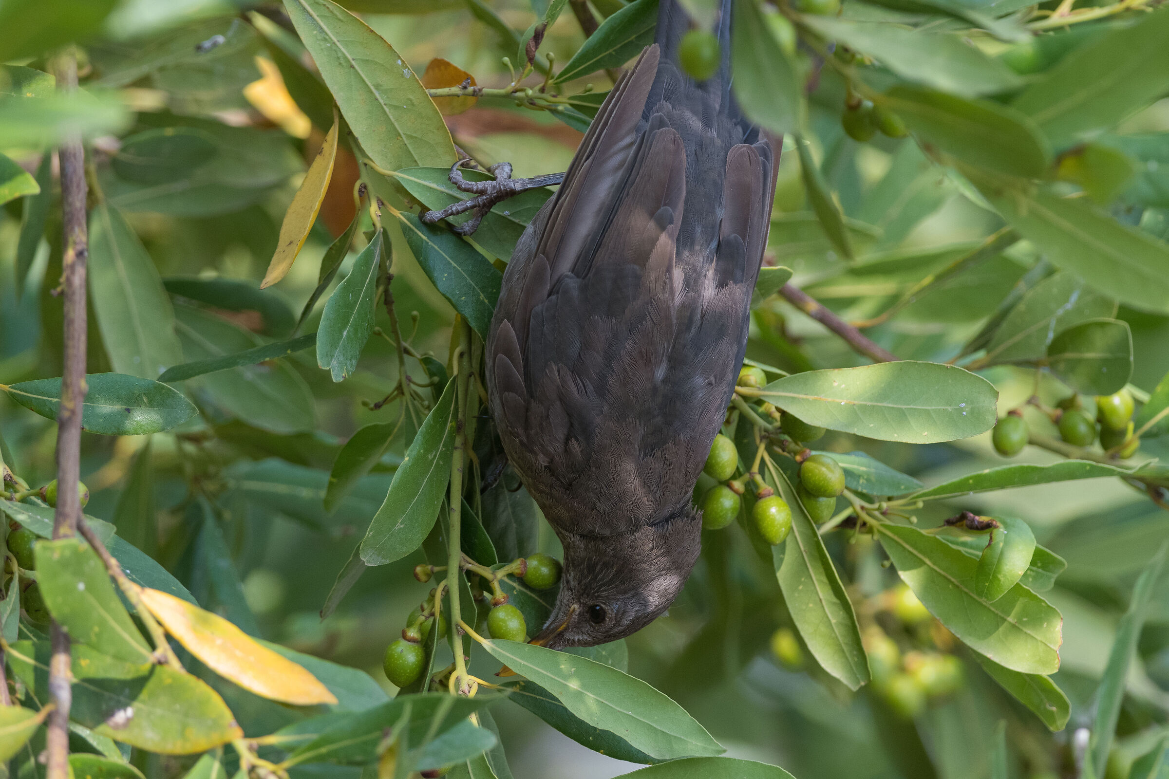 Blackbird