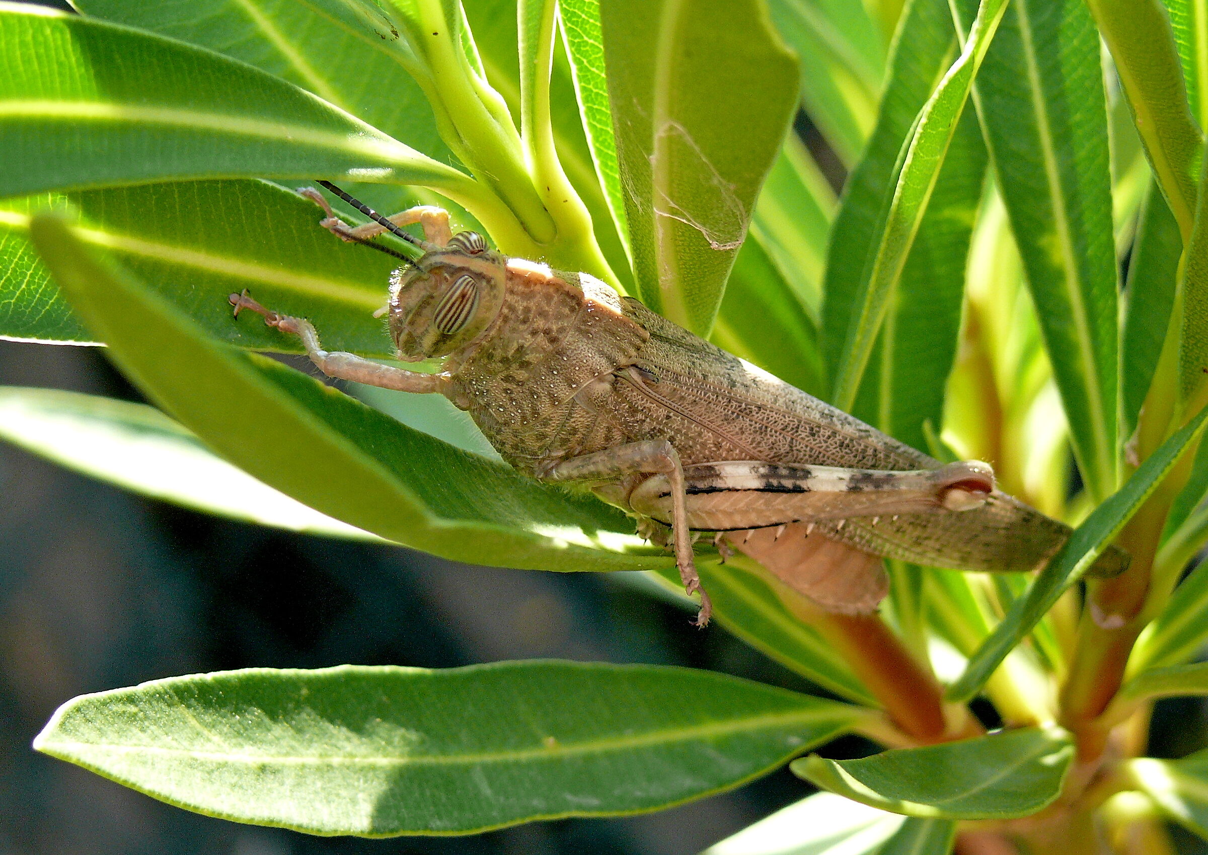 Grasshopper1