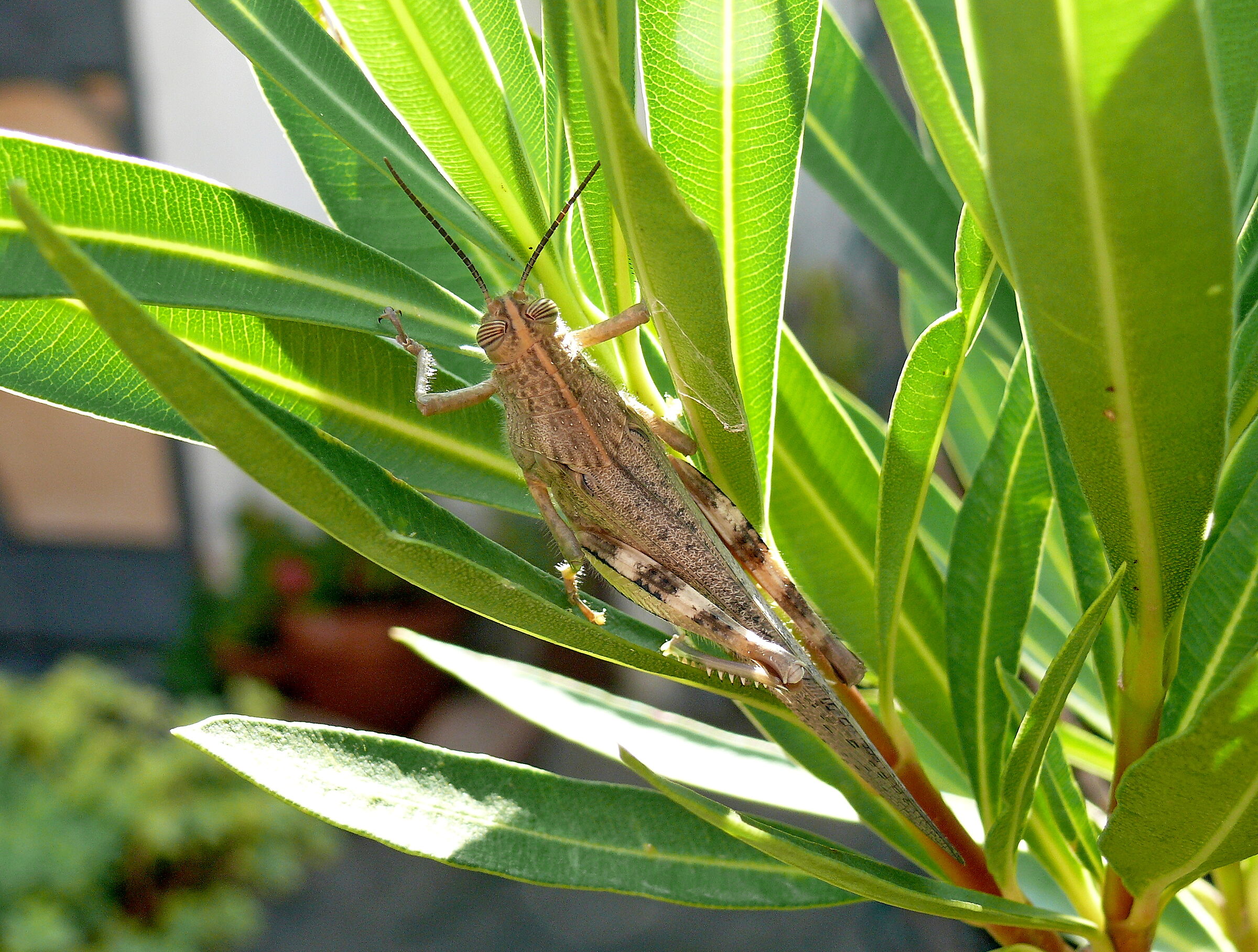 Grasshopper2