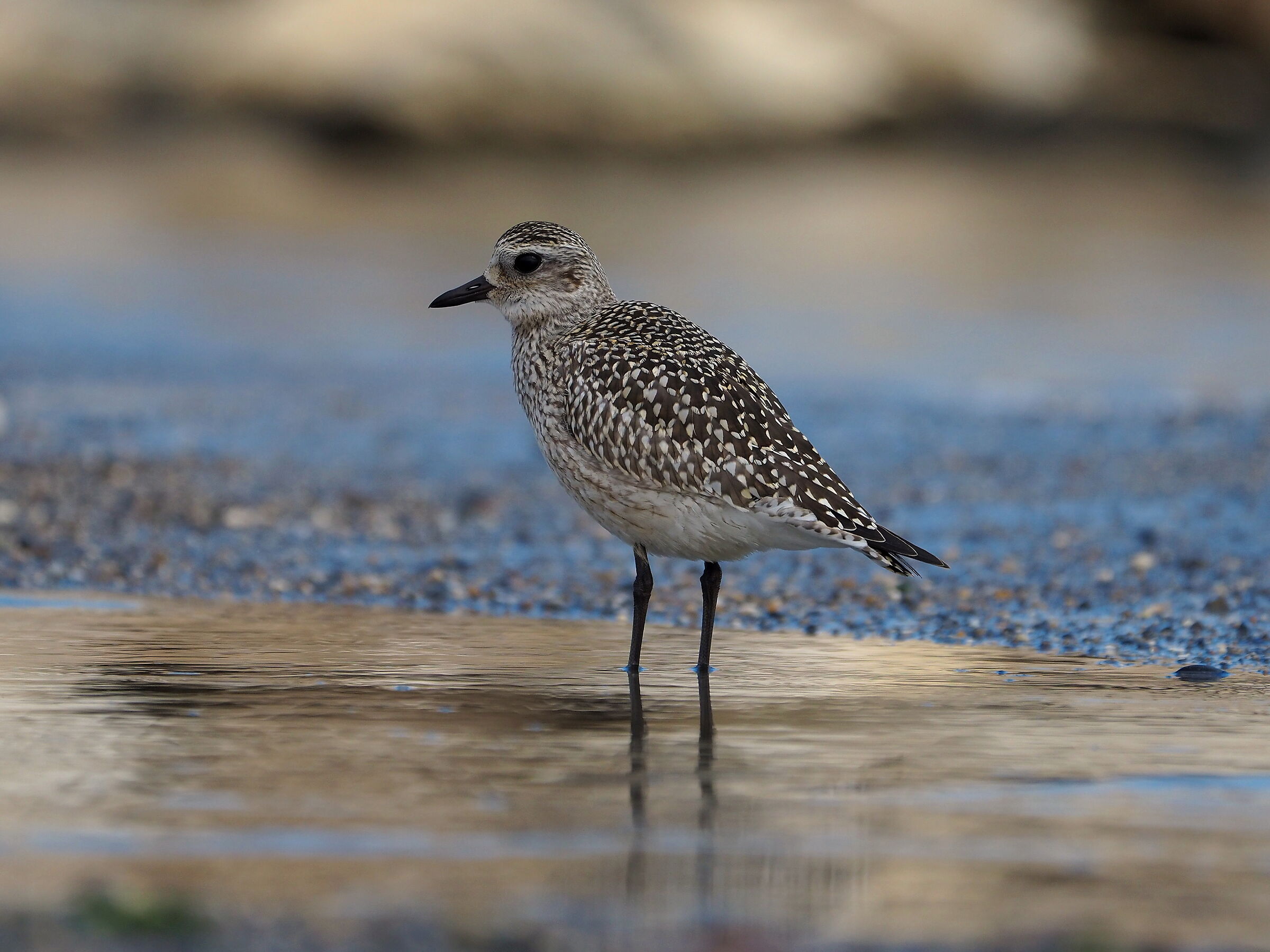 Grey plover
