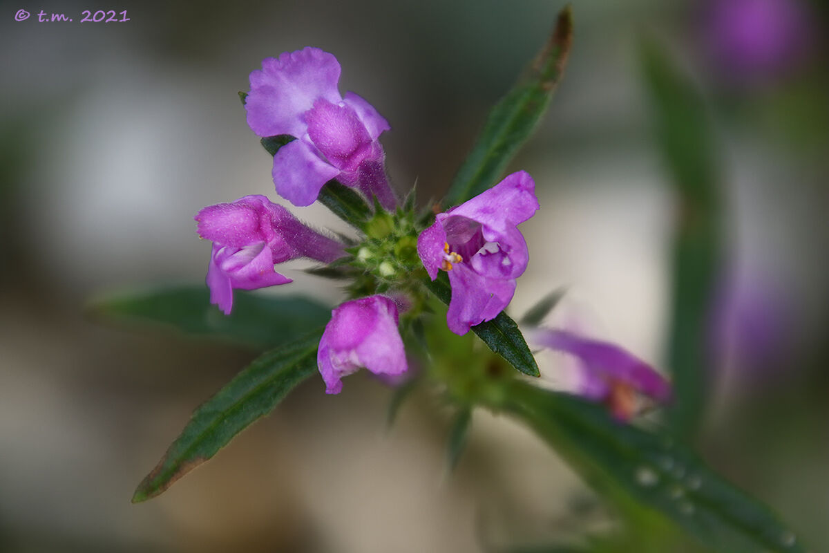 Canapetta a foglie strette