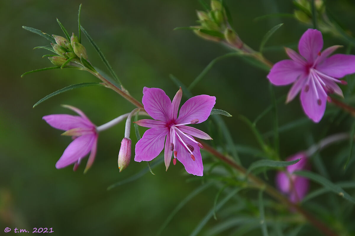 Canapetta a foglie strette