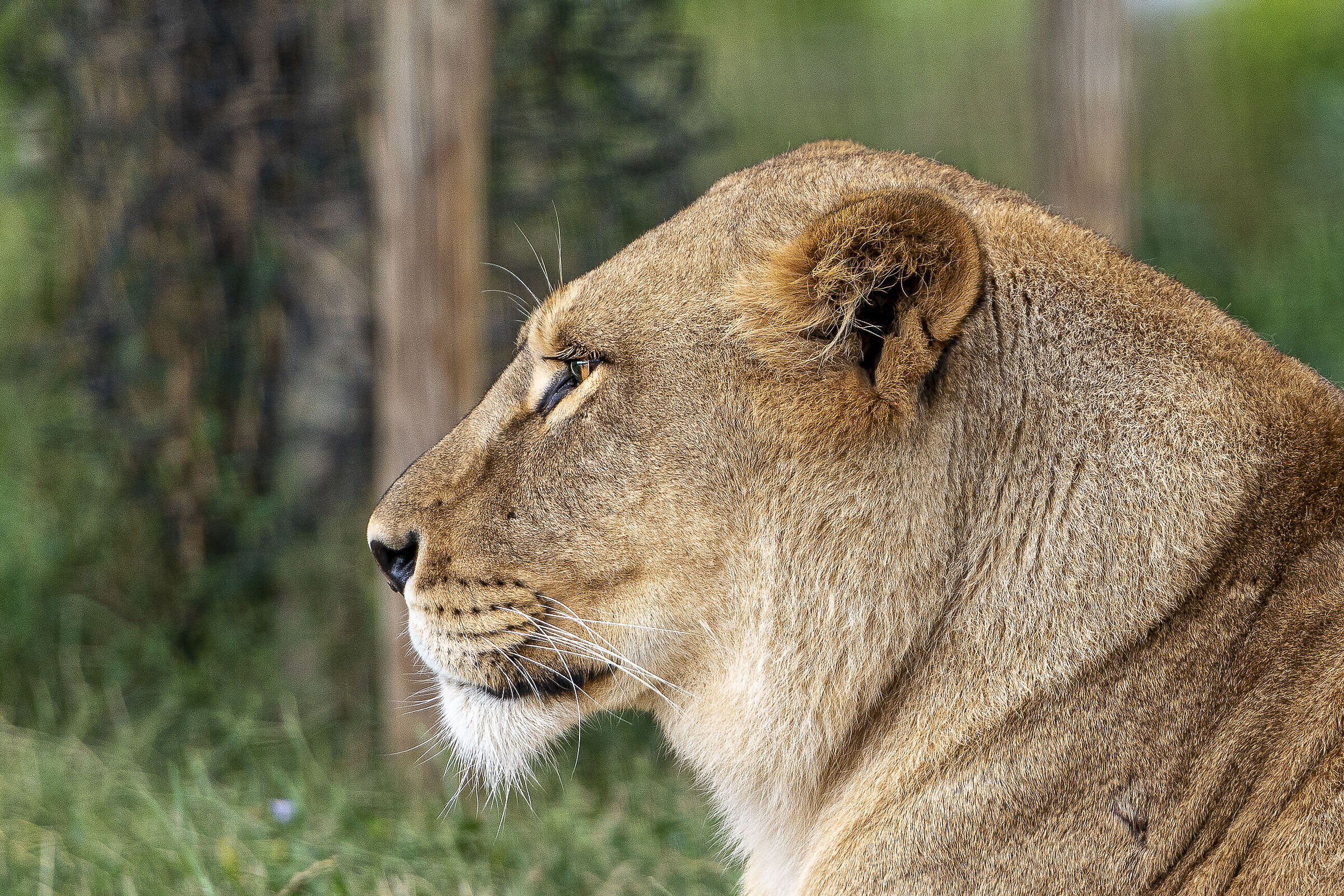 Leonessa della Romagna