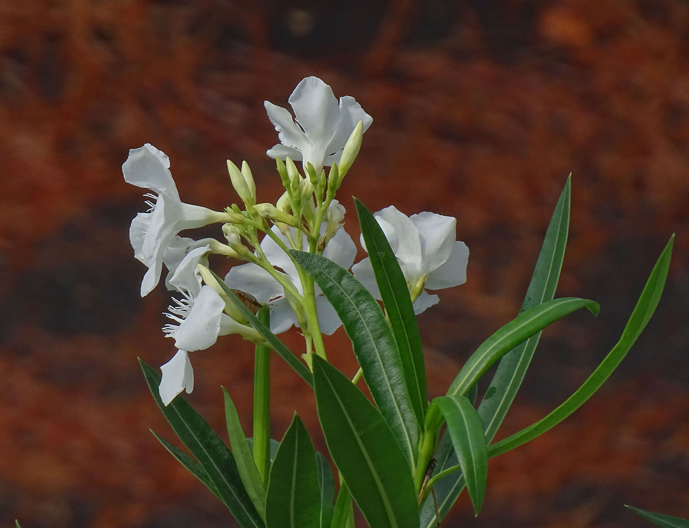 Oleander