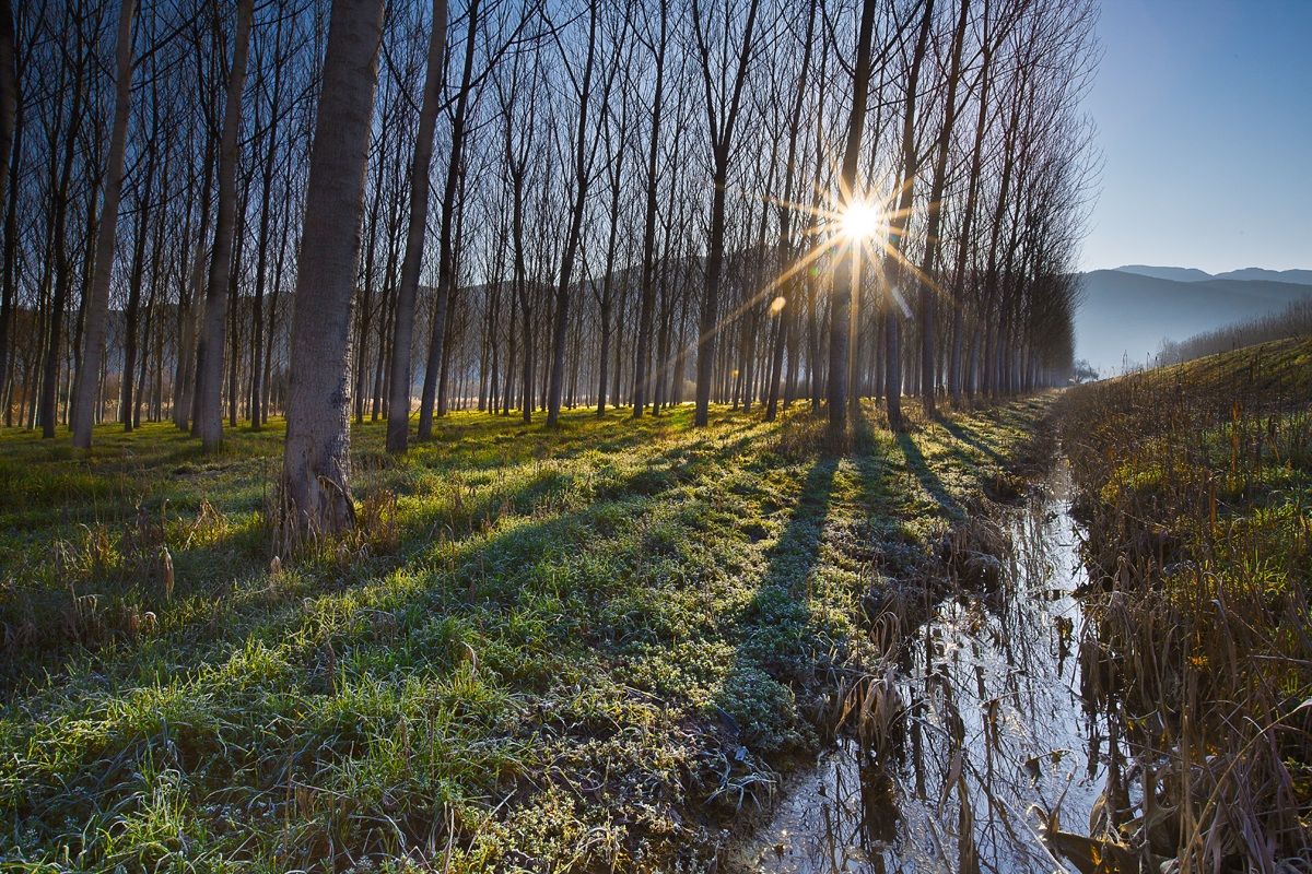 Pioppeto con riflesso