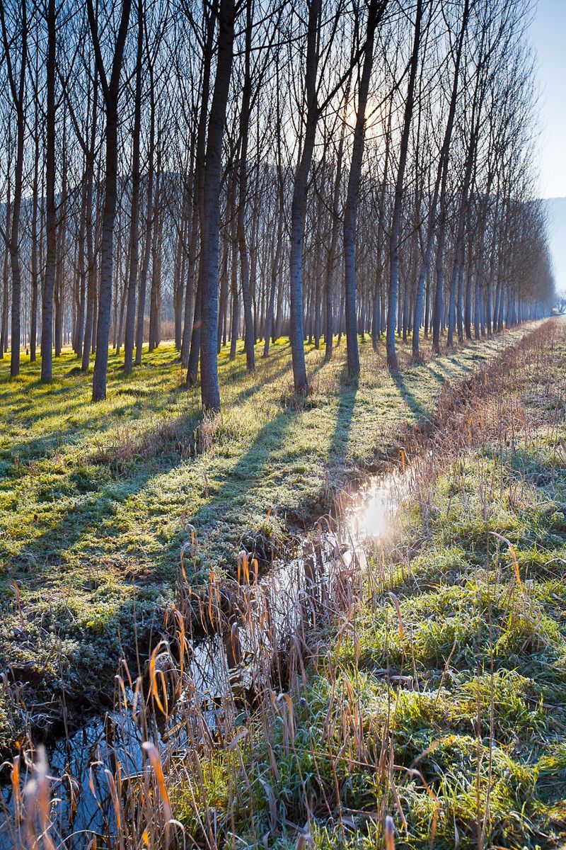 Pioppeto con riflesso verticale