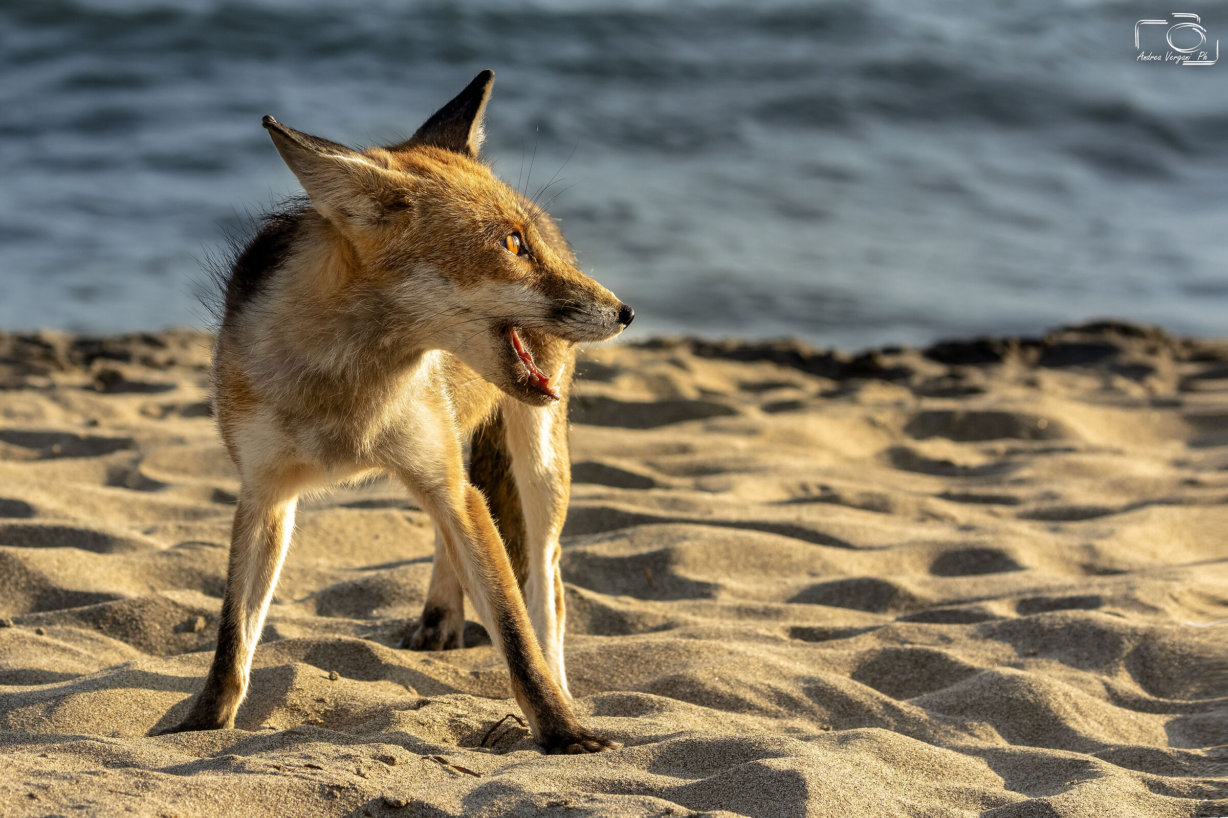 Anche Lei si gode il fantastico tramonto in Maremma