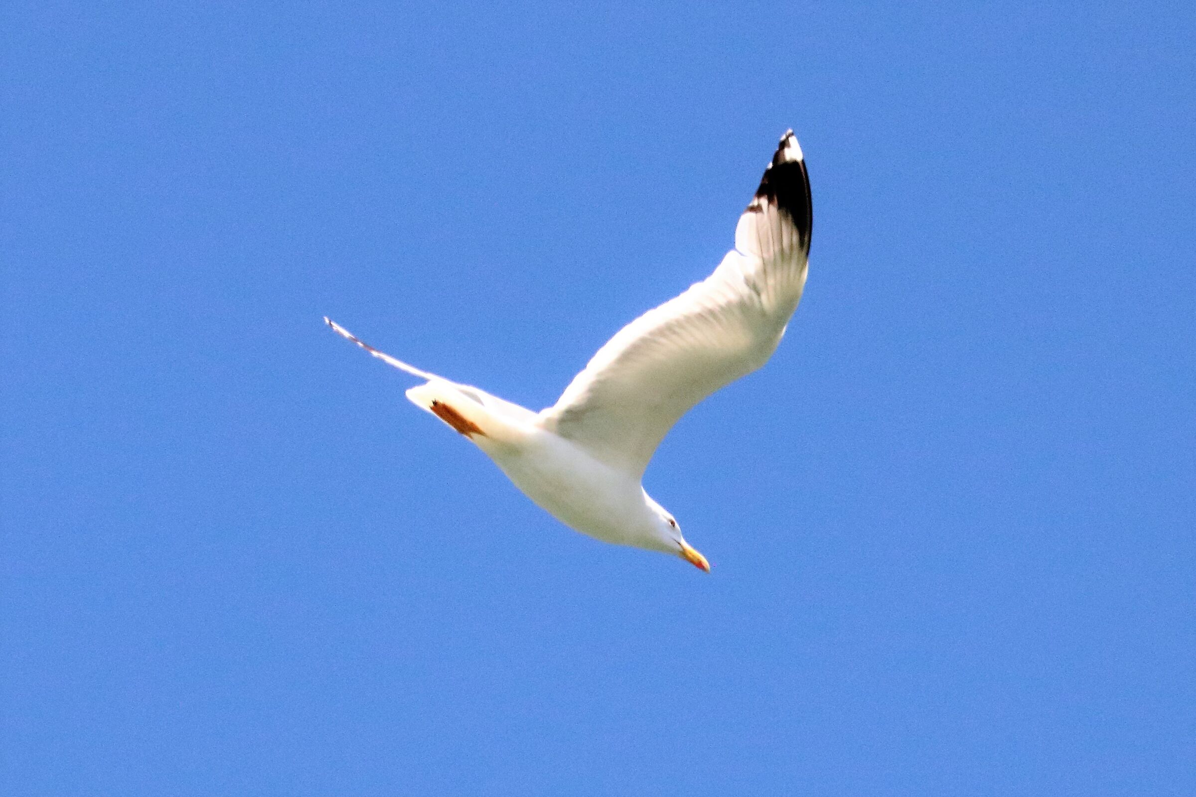 Land gull