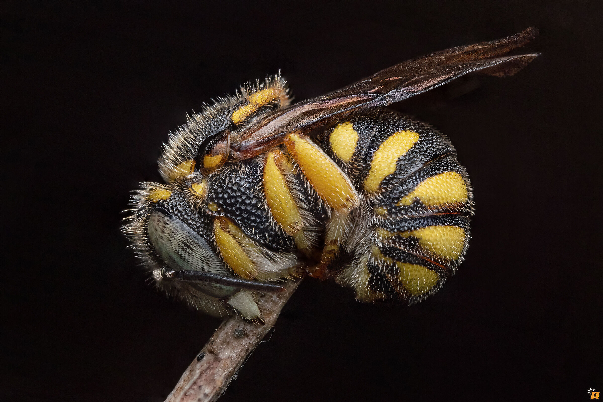 Sleeping bee