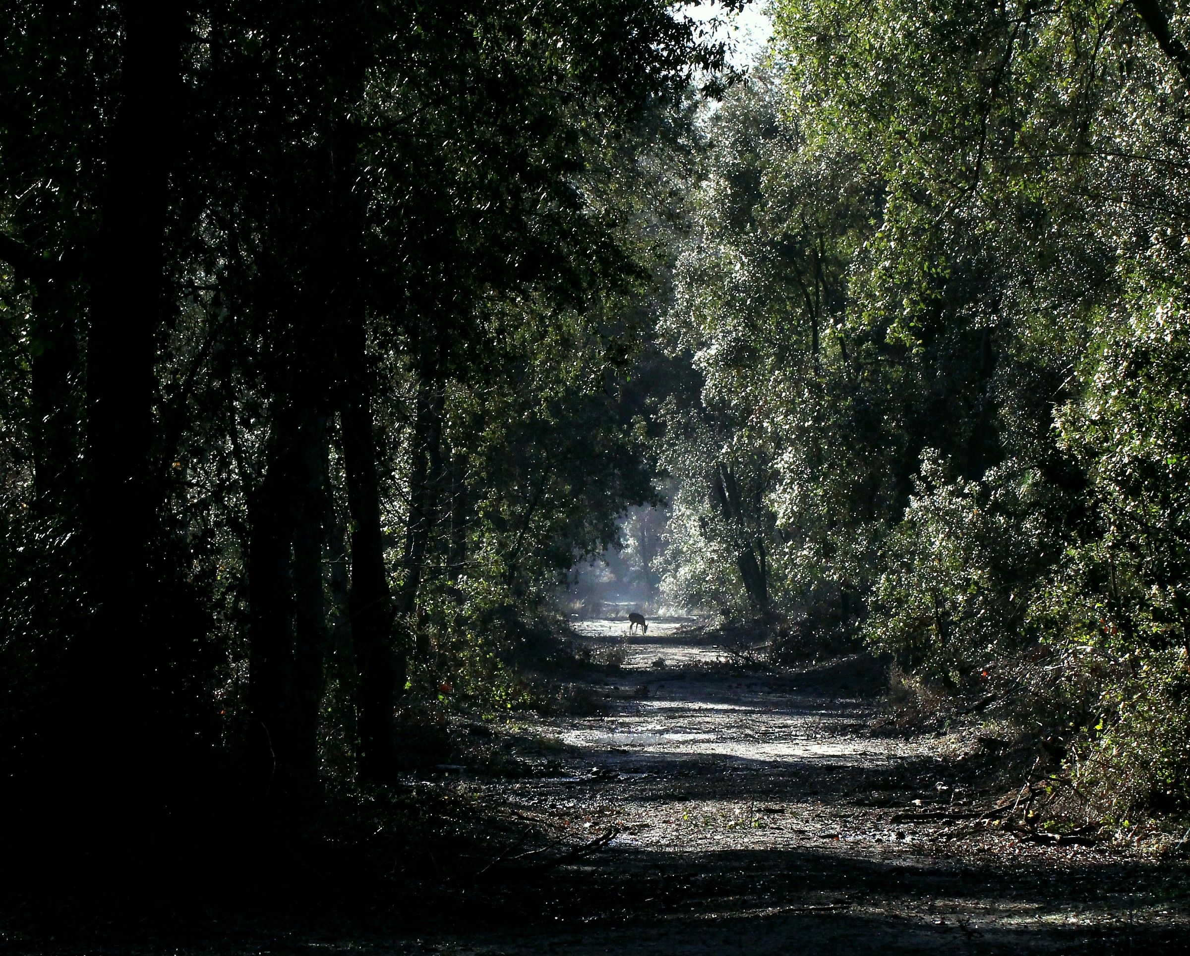 The forest and fallow deer