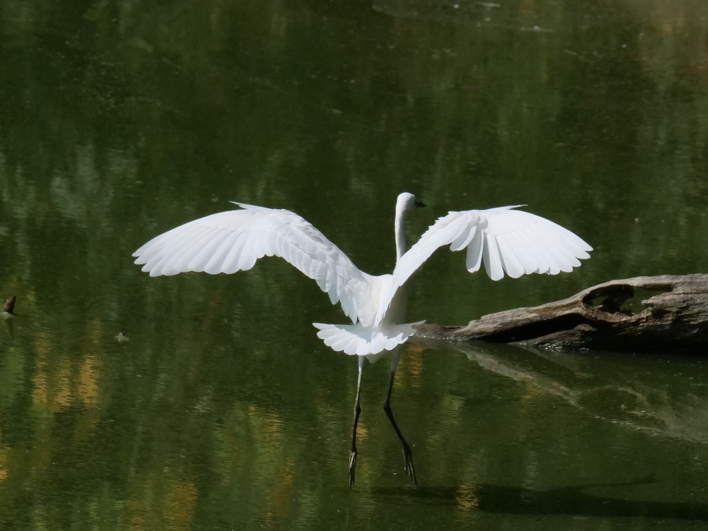 si sgranchiscono le ali