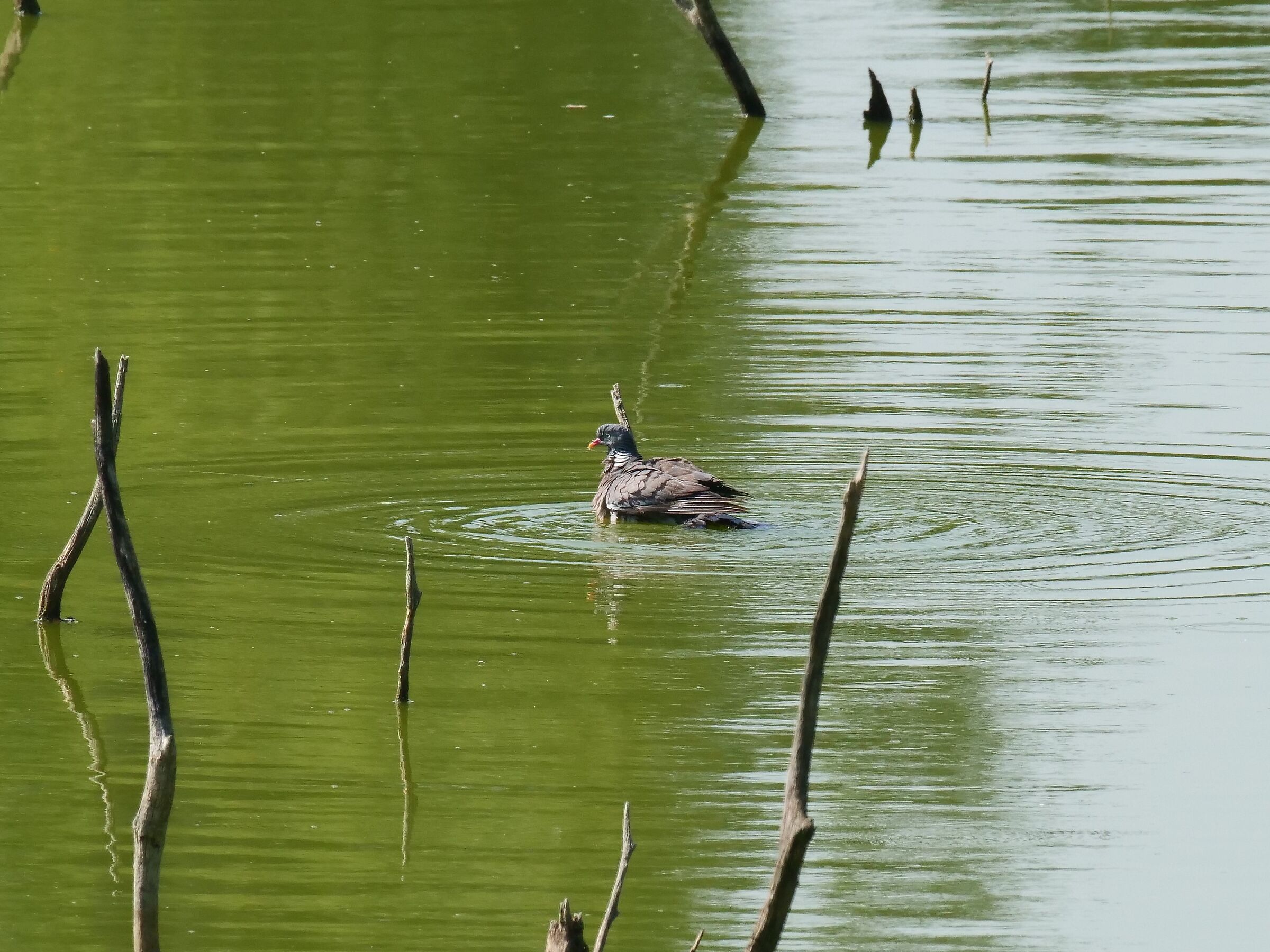 Colombaccio al bagno