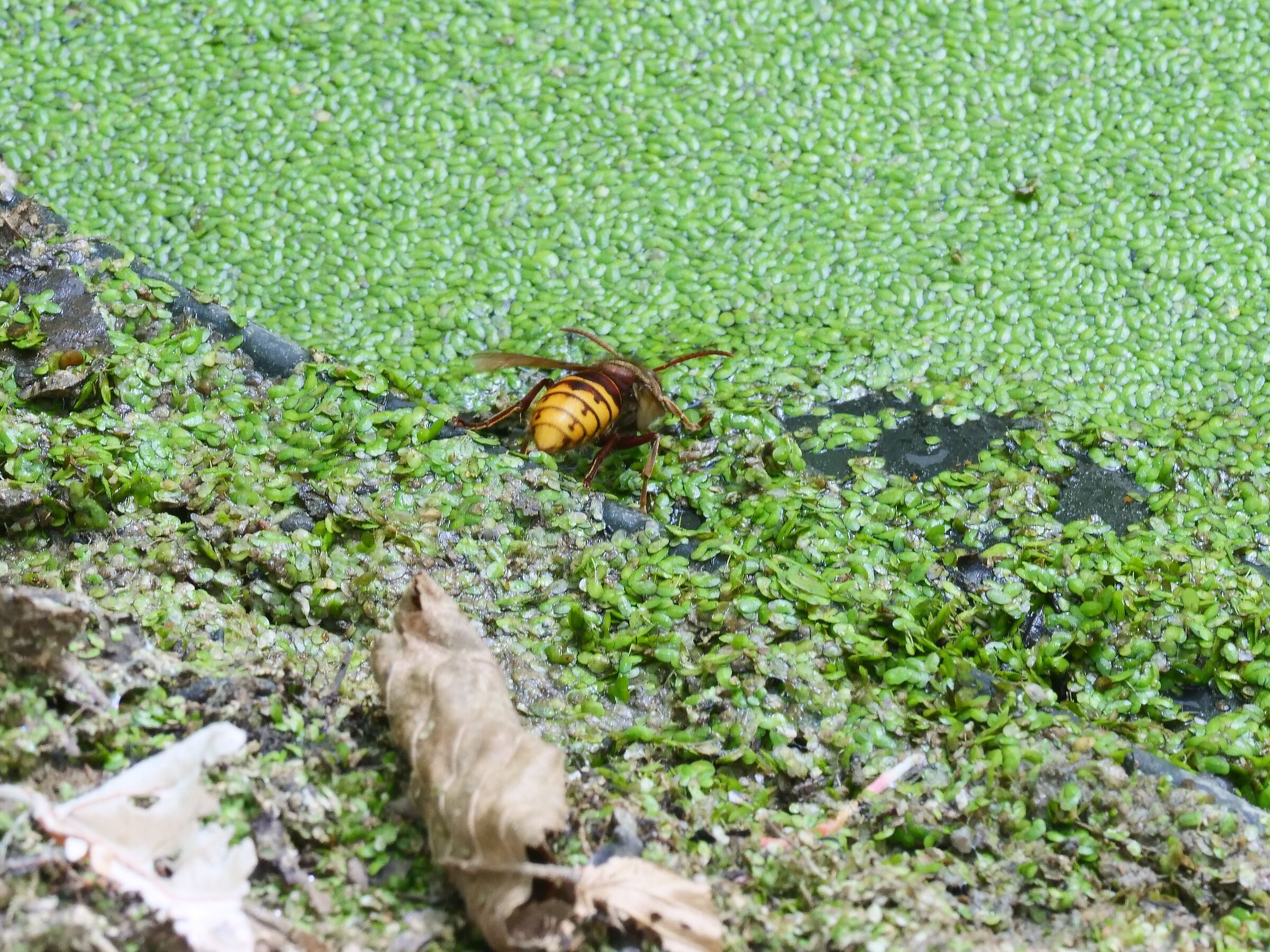 Vespa crabro al bagno