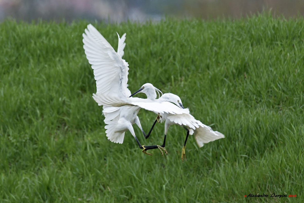 Egrets