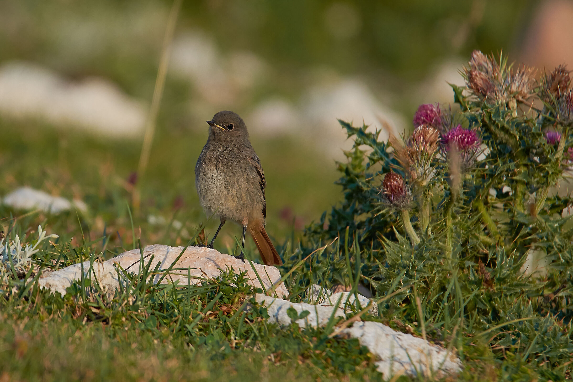 A very young Redstart Chimney Sweep