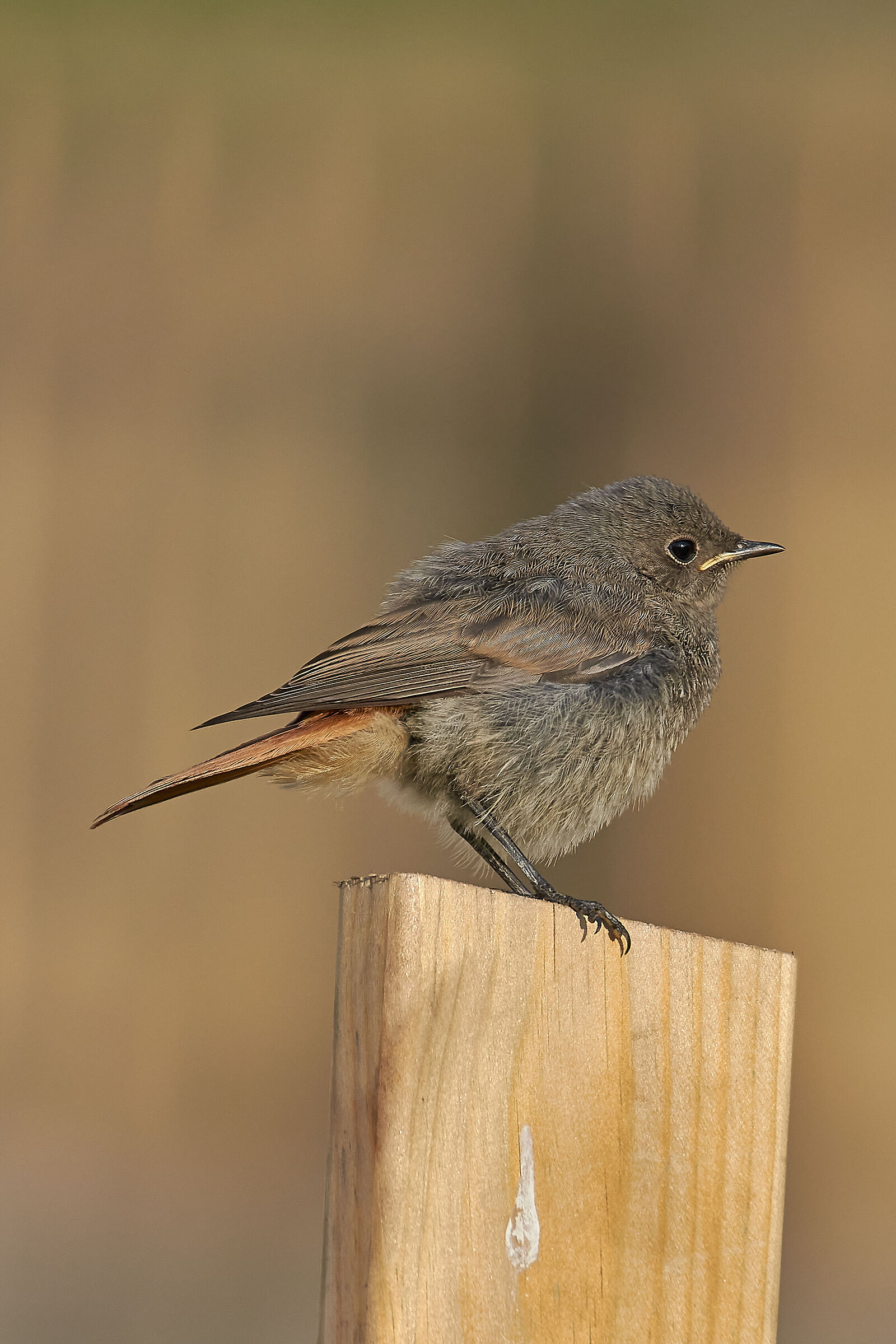 Feather Ball (Redstart Young Chimney Sweep)