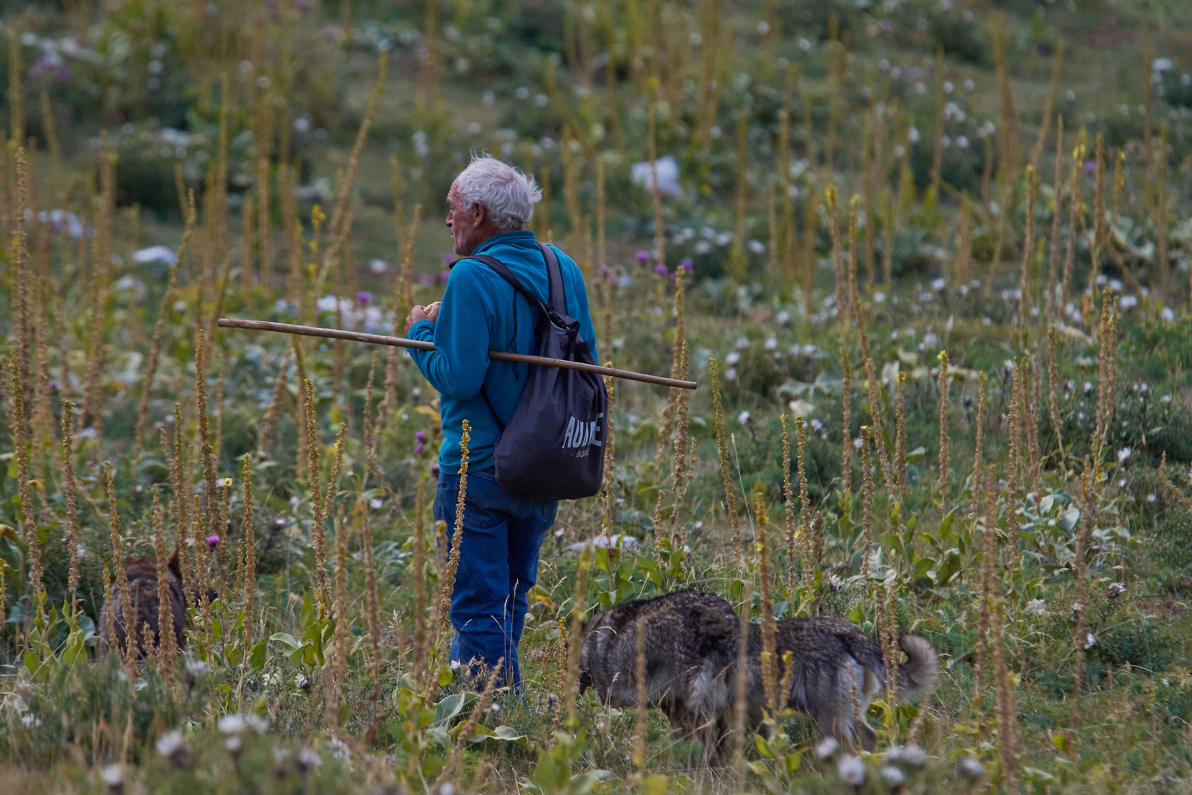 The Shepherd