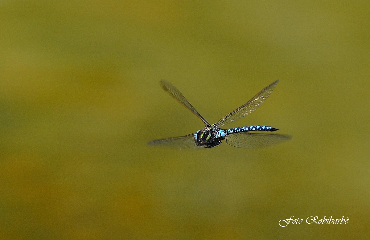 Libellula....L'elicottero.....
