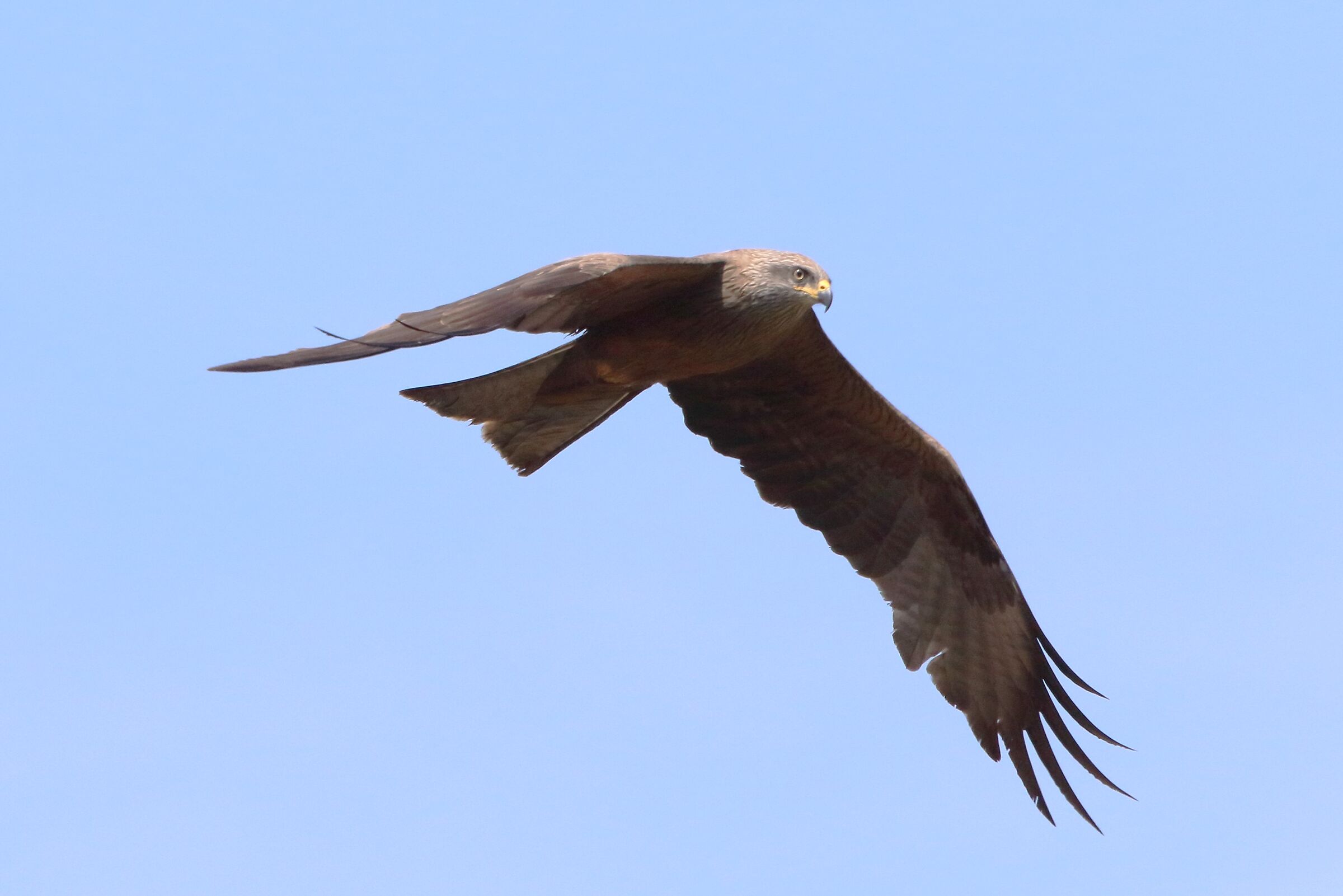 black kite