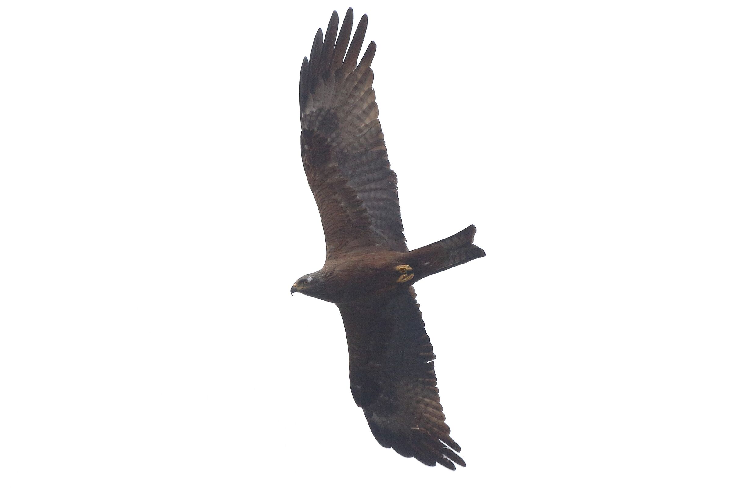 Black kite