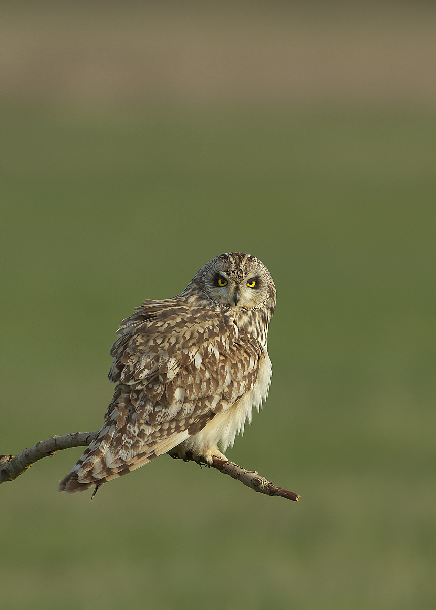 eared owl 2