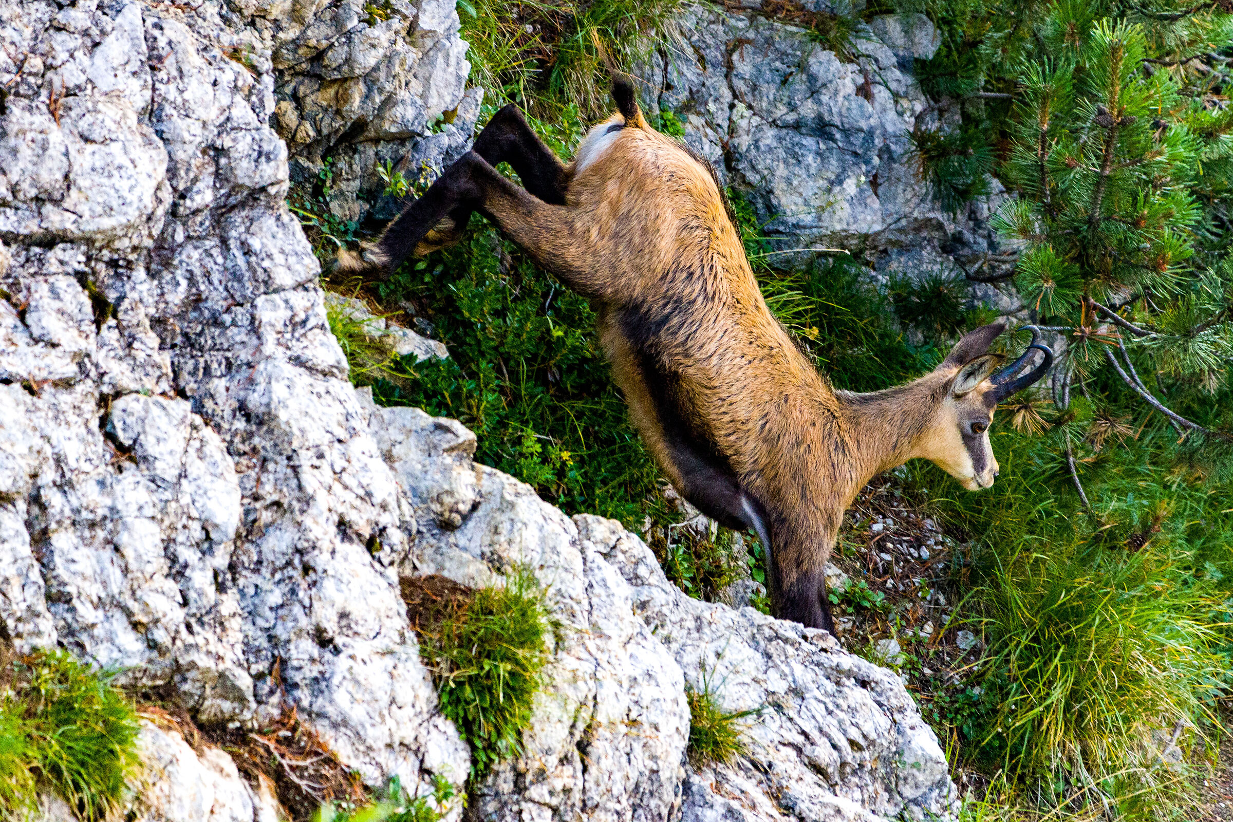 The Chamois of Lessinia