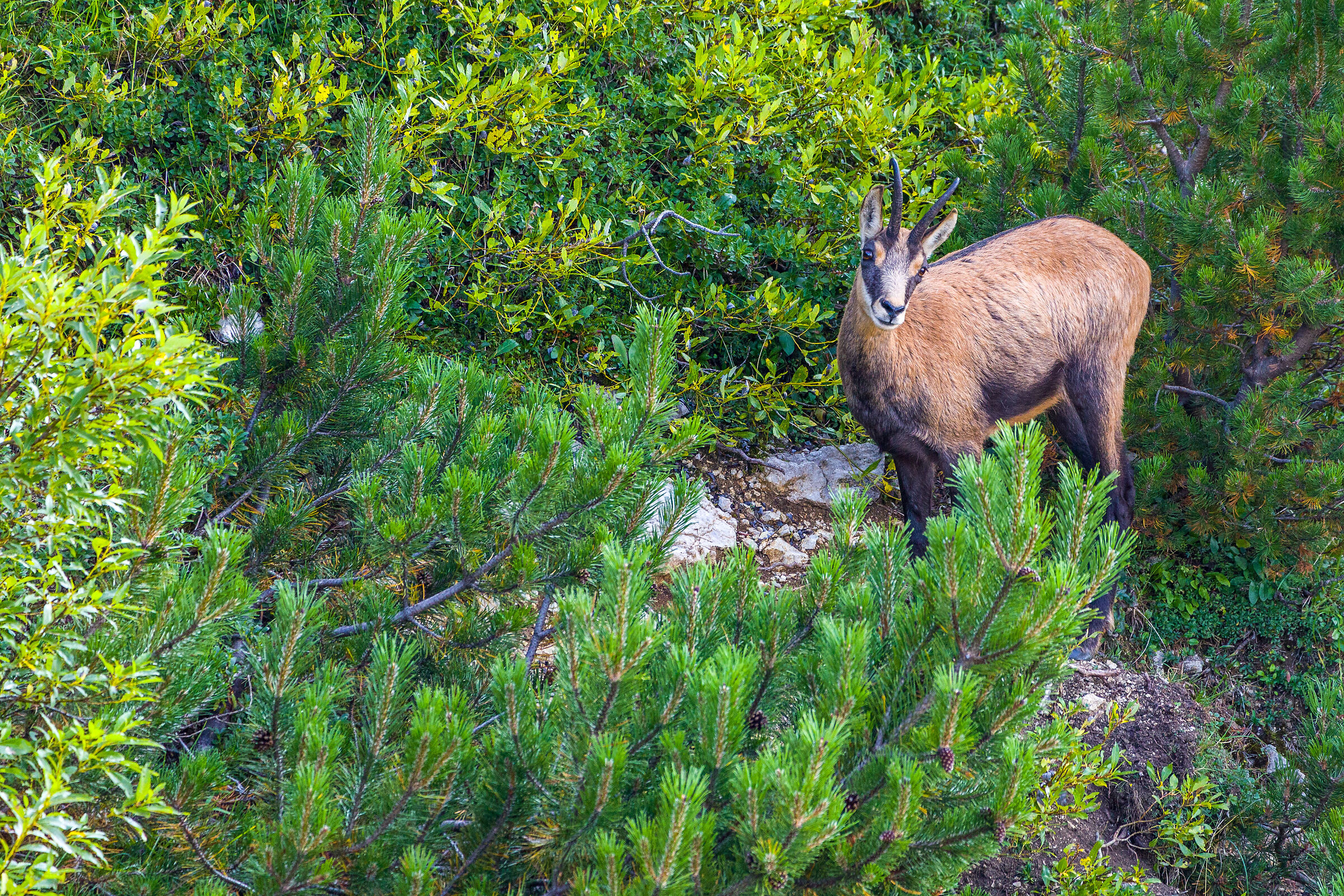The Chamois of Lessinia