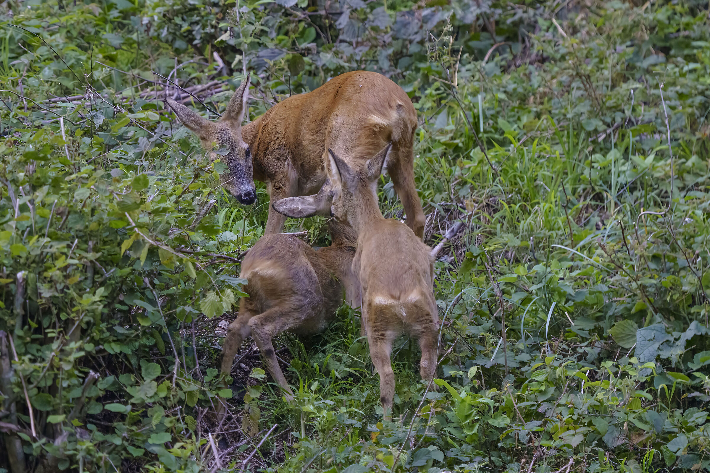 Mamma capriolo con 2 piccoli alla poppata