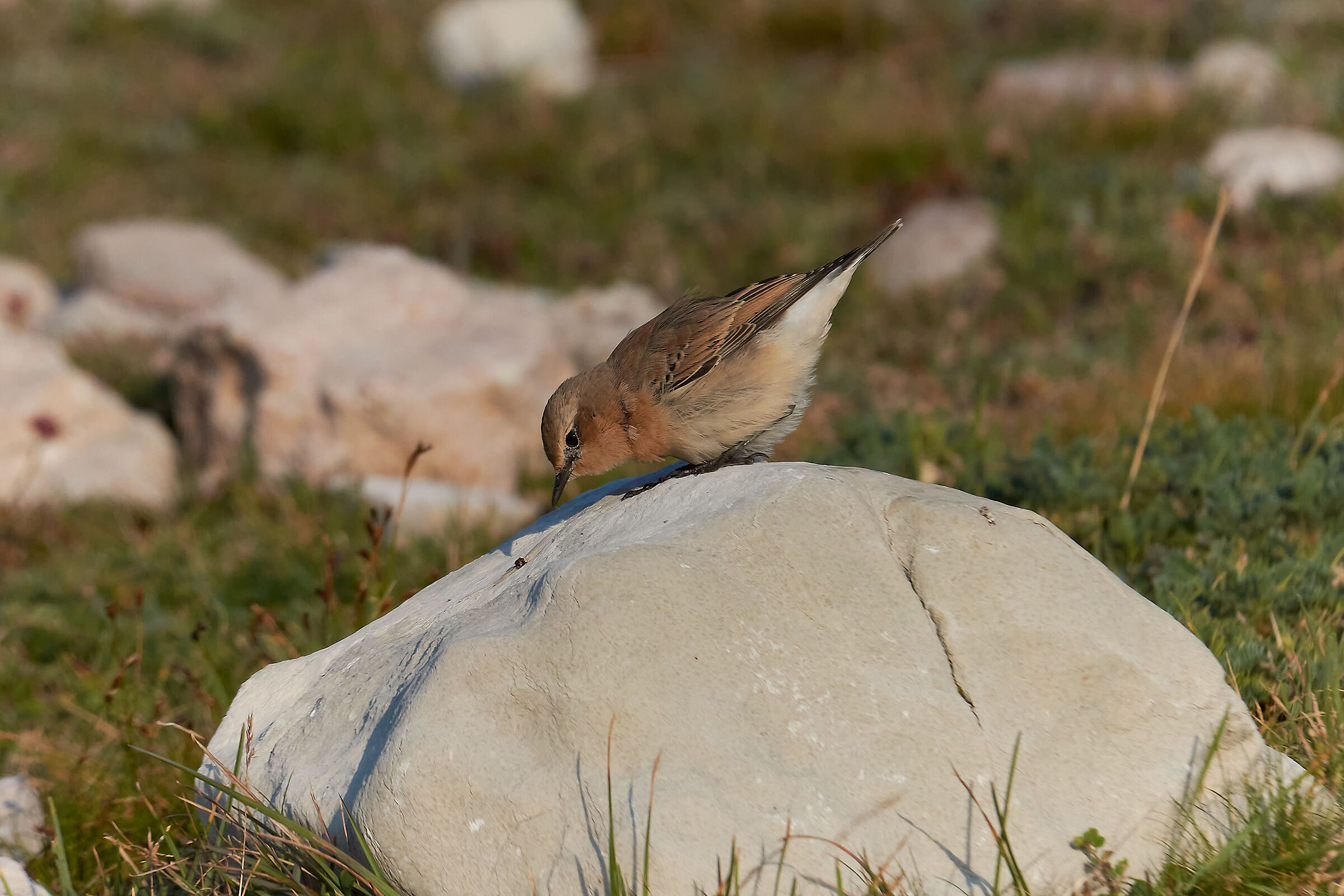 Culbianco Female