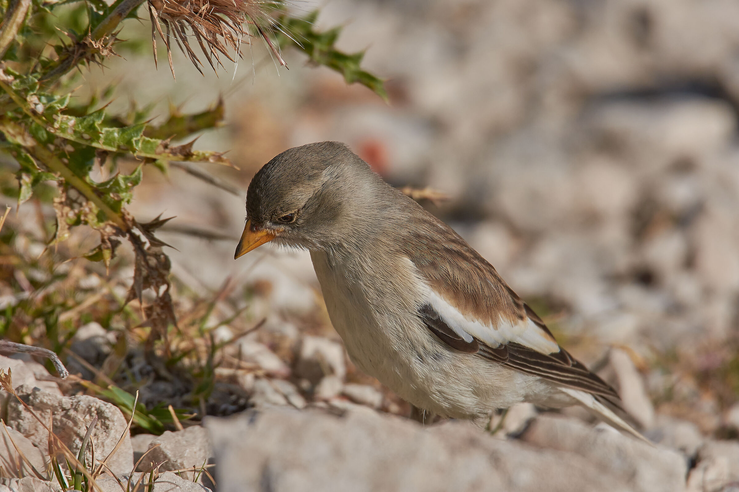 Hunting among the granites