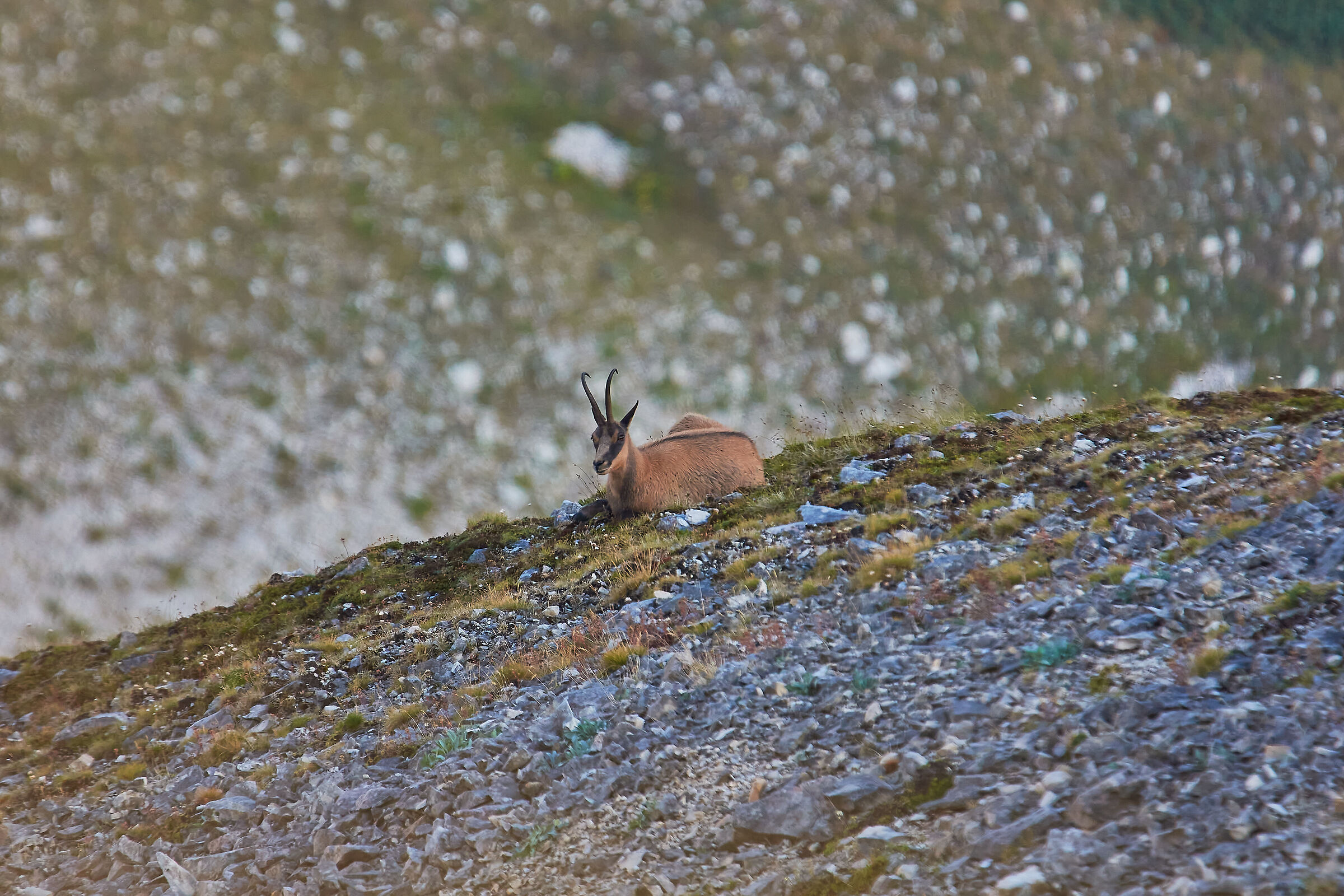 Gran Sasso chamois