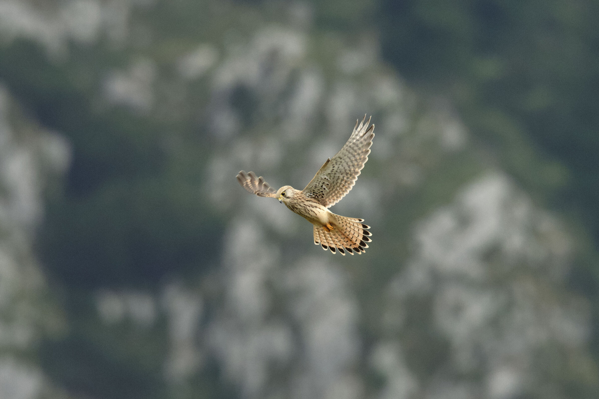 kestrel ( hawk tinnunculus ) hunting