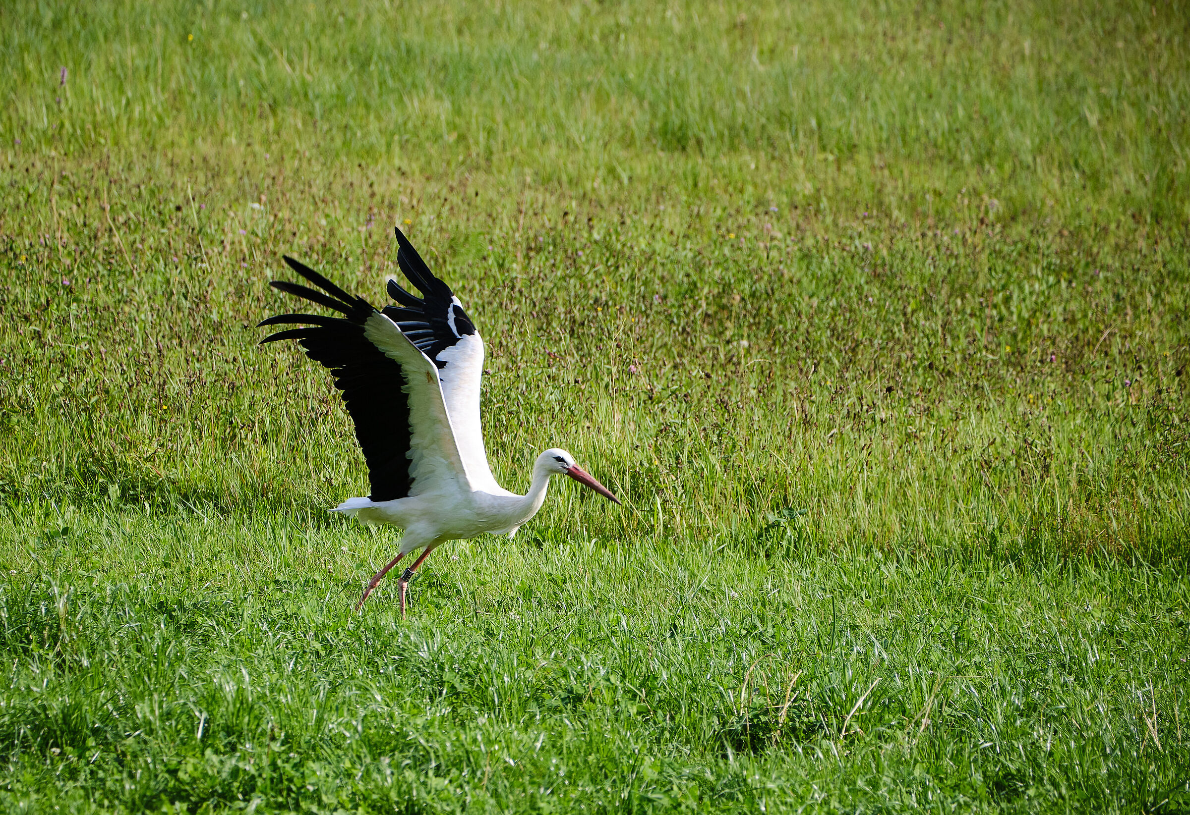 Allacciate le cinture, si parte!!