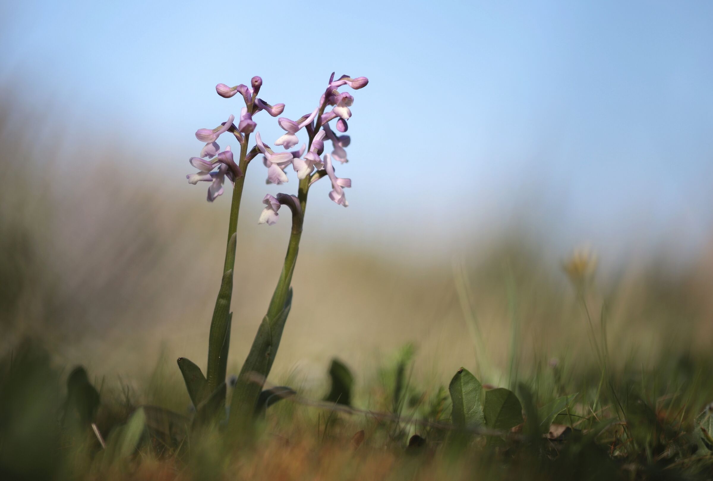Anacamptis longicornu