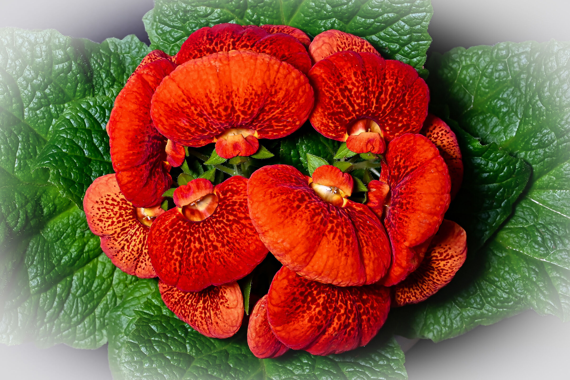 calceolaria x herbeohybrida