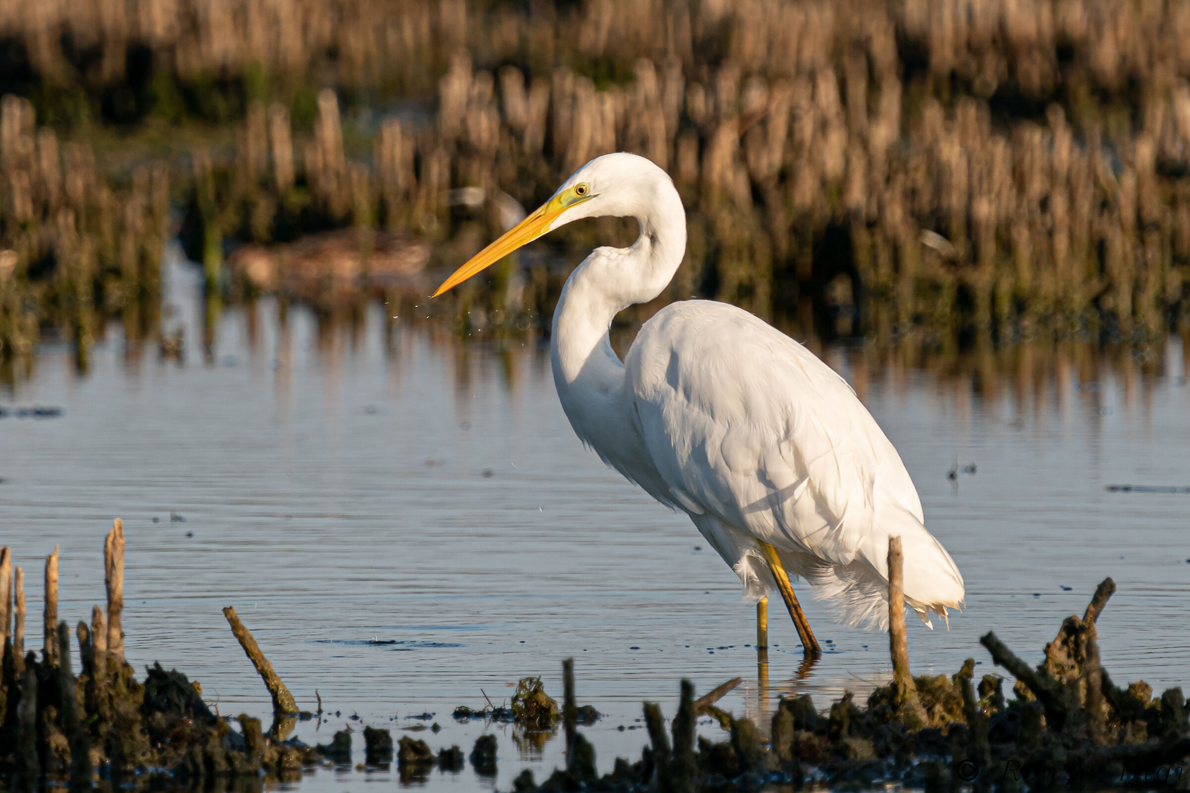 Airone bianco maggiore