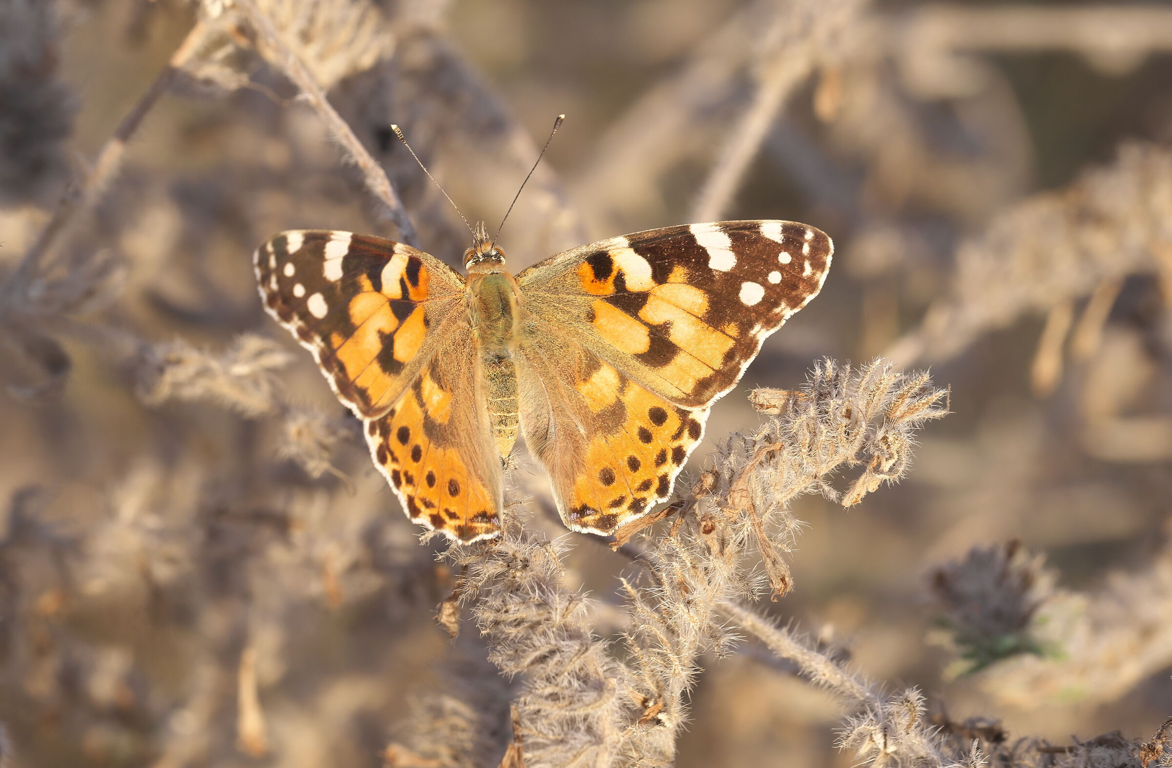 Riscaldamento a farfalla