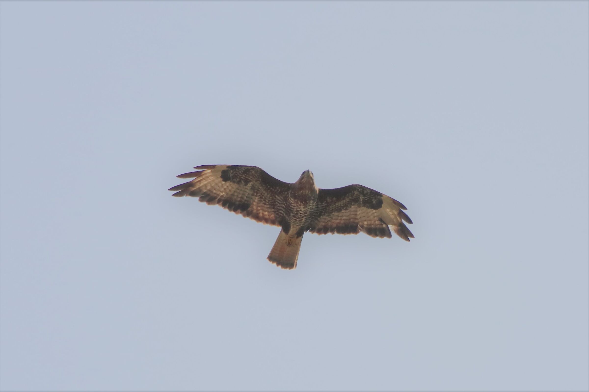 buzzard