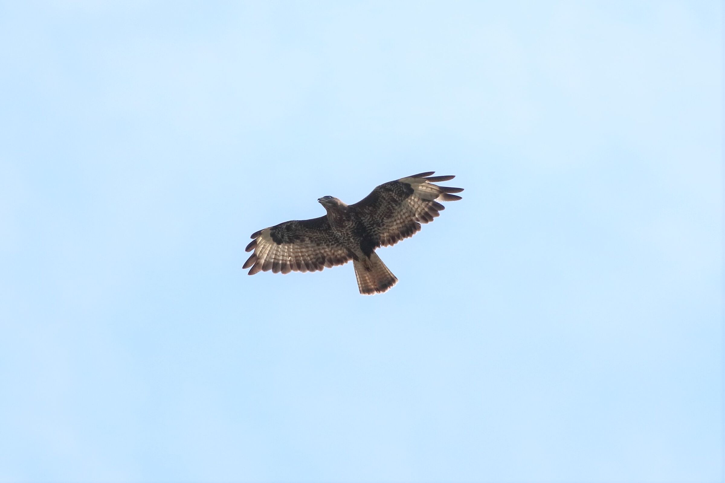 buzzard