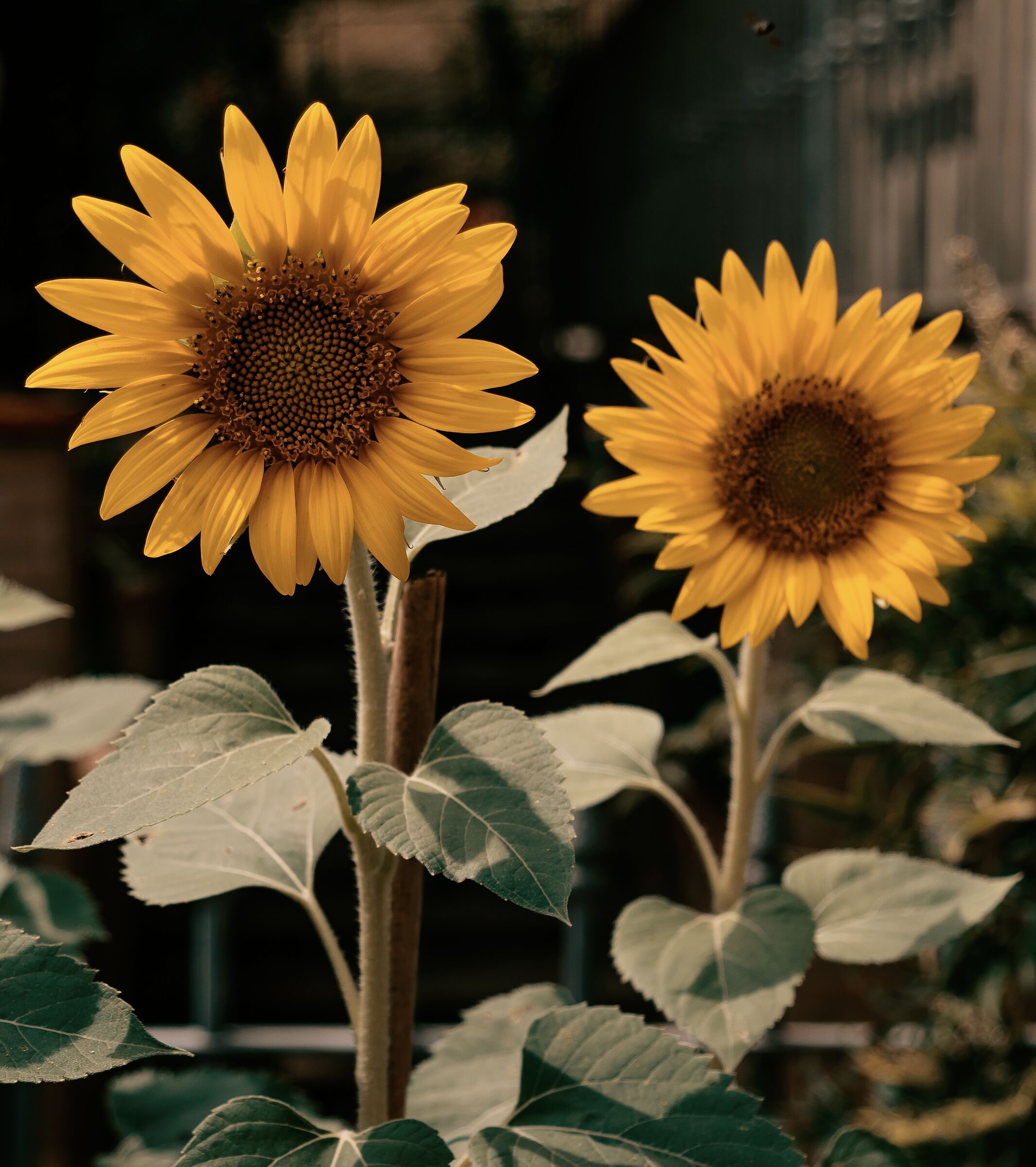 Sunflowers